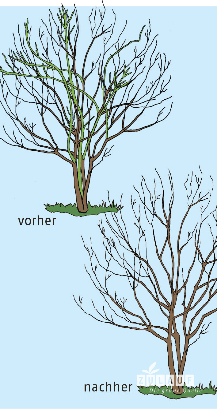 Sommerblühende Sträucher