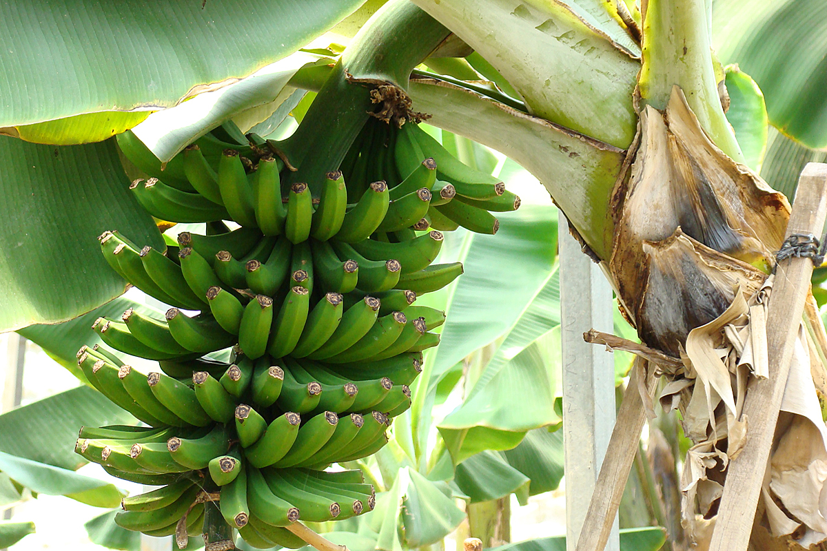 Bananen Pflanzen Gartencenter Zulauf Pflanzen Kaufen