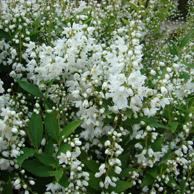 Zierliche Deutzie - Deutzia gracilis - Gartencenter Zulauf - Pflanzen kaufen