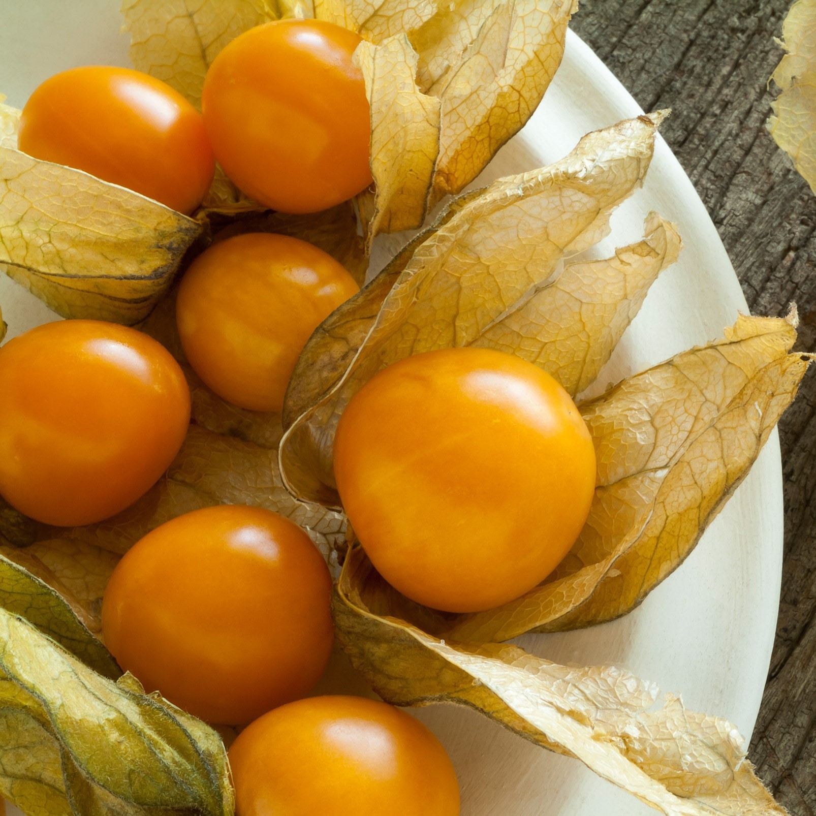 andenbeere-physalis-peruviana-zulauf-gartencenter