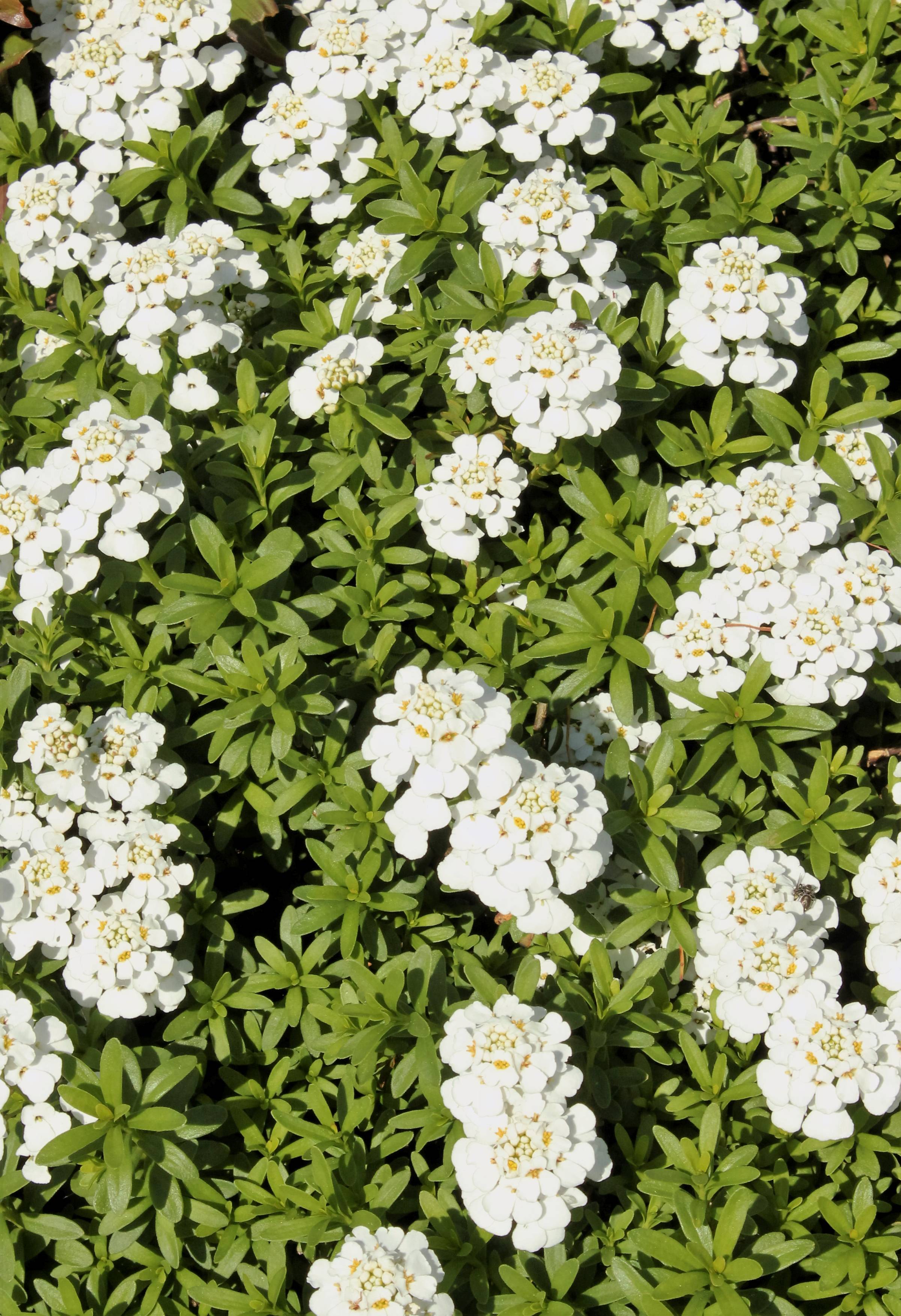 Immergrüne Bodendecker | Zulauf Gartencenter