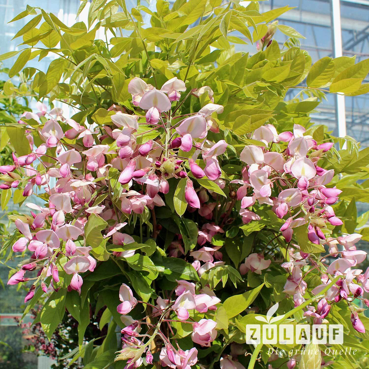 Glyzine, Blauregen 'Showa-beni' - Wisteria brachybotrys 'Showa-beni' |  Zulauf Gartencenter