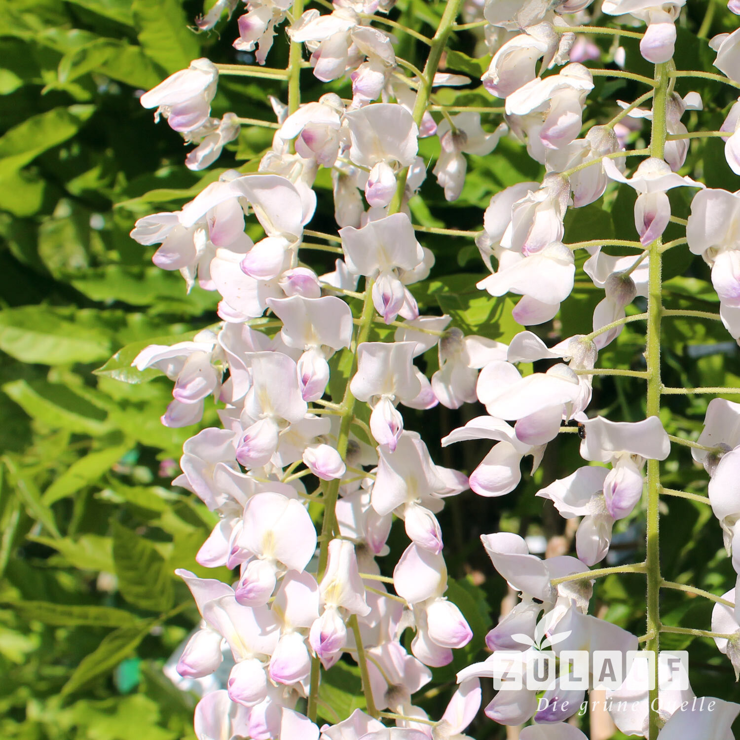 Glyzine, Blauregen 'Honbeni' - Wisteria floribunda 'Honbeni' | Zulauf  Gartencenter