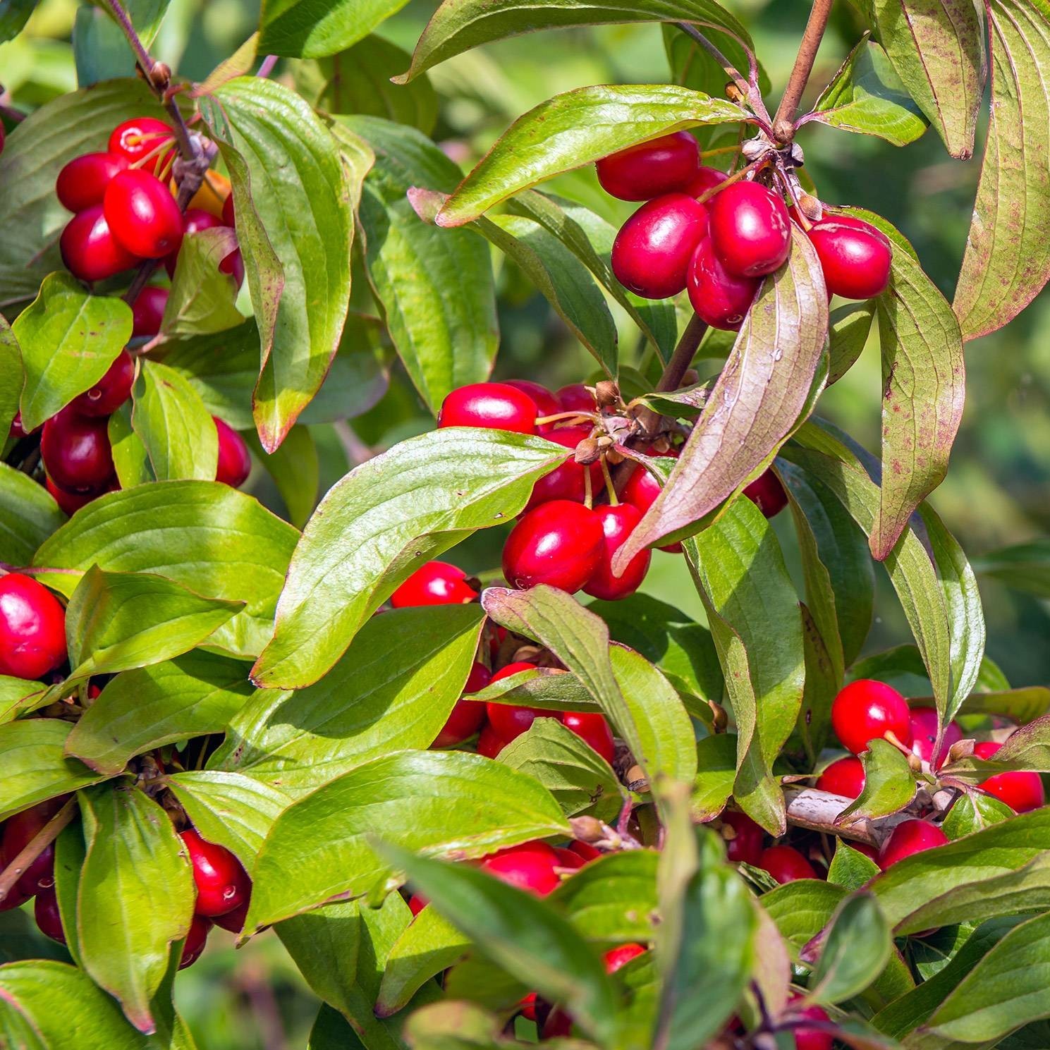 Kornelkirsche - Cornus mas | Zulauf Gartencenter