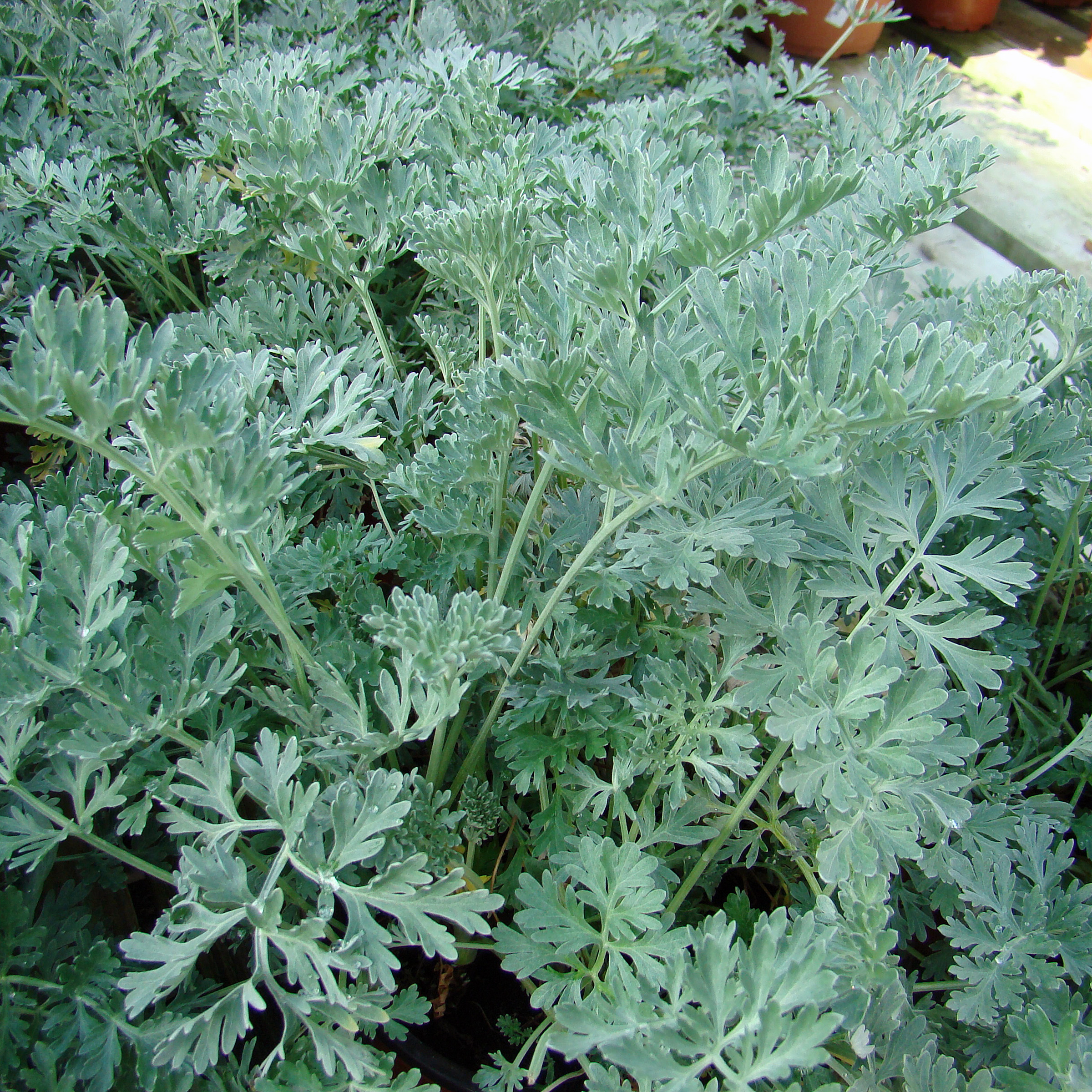 Echter Wermut   Artemisia absinthium