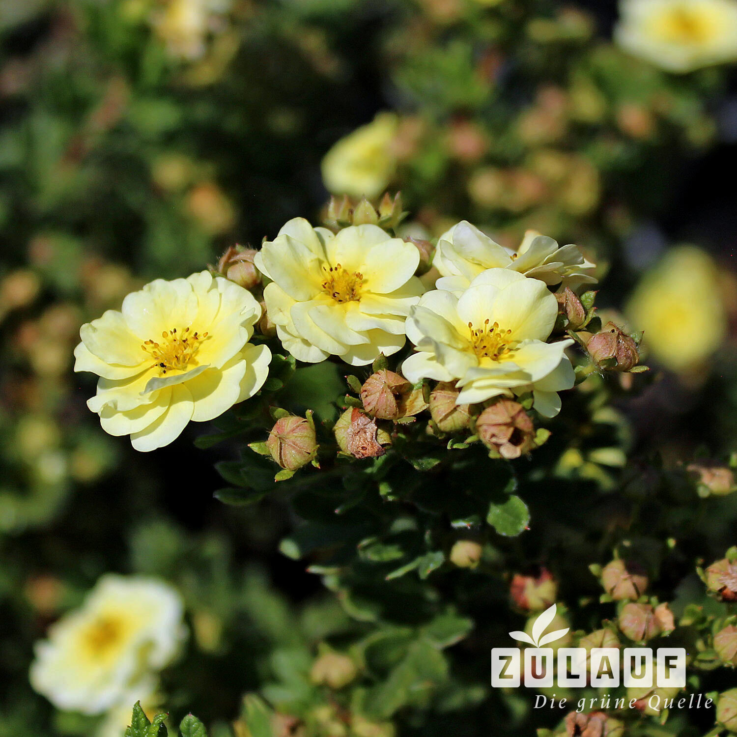 Fingerstrauch 'Lemon Meringue'
