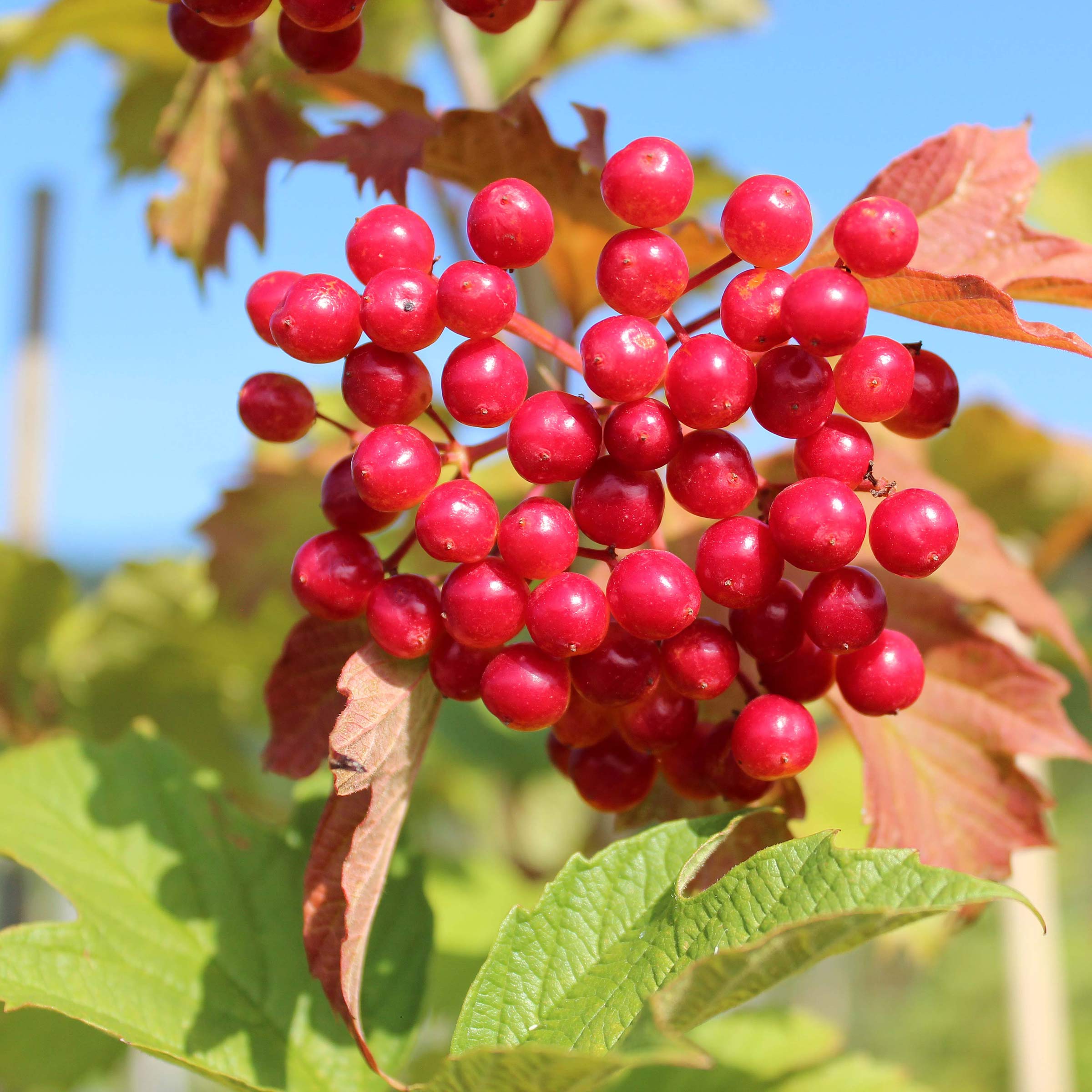 Gemeiner Schneeball - Viburnum opulus | Zulauf Gartencenter