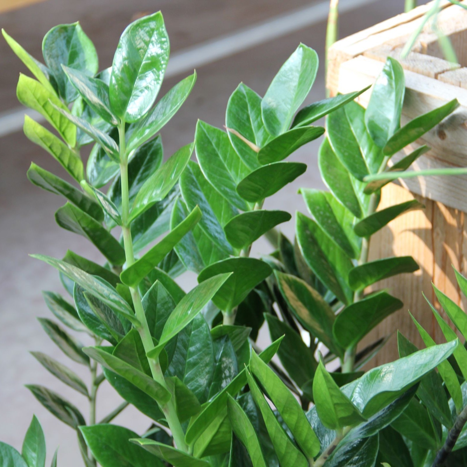 Glücksfeder Zamioculcas zamiifolia Zulauf Gartencenter