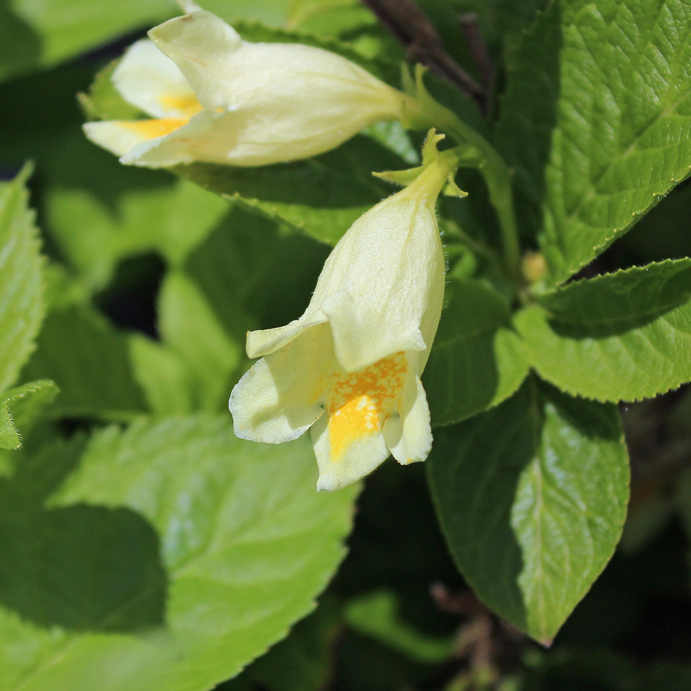 GoldWeigelie Weigela middendorffiana Zulauf Gartencenter