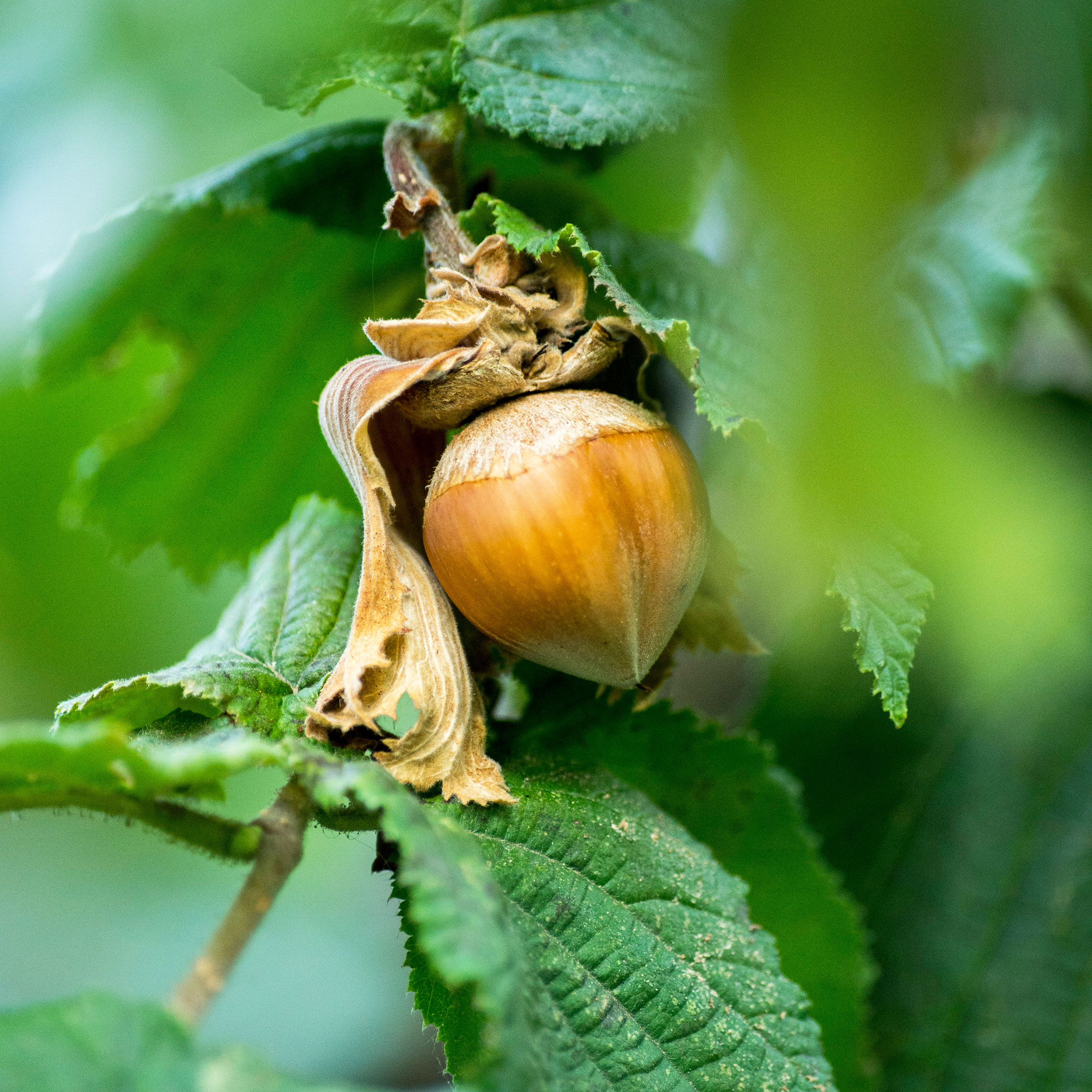 Haselnuss 'Hallesche Riesen' - Corylus avellana 'Hallesche Riesen' | Zulauf  Gartencenter