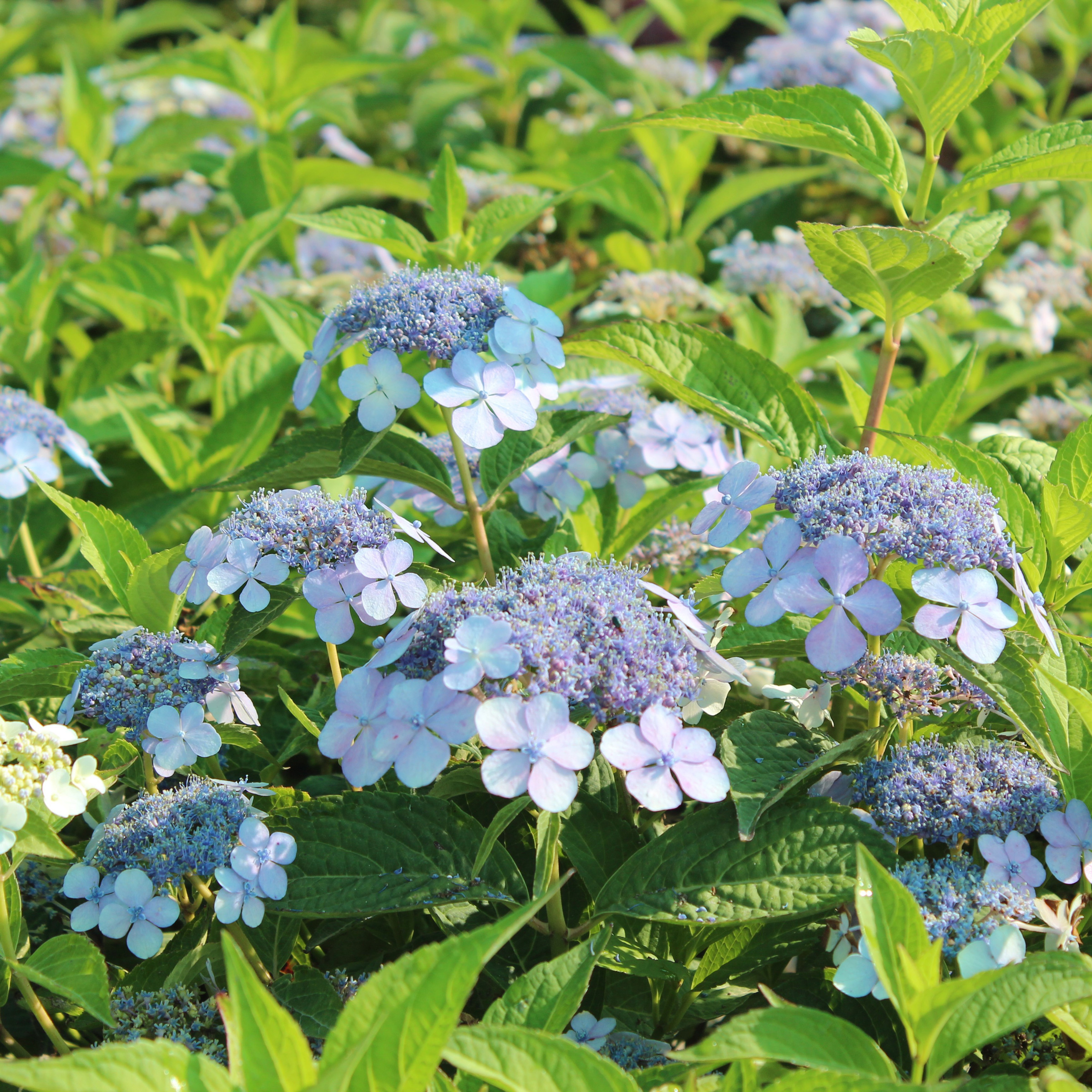 Garten-Hortensie - Hydrangea serrata 'Bluebird' - Gartencenter Zulauf