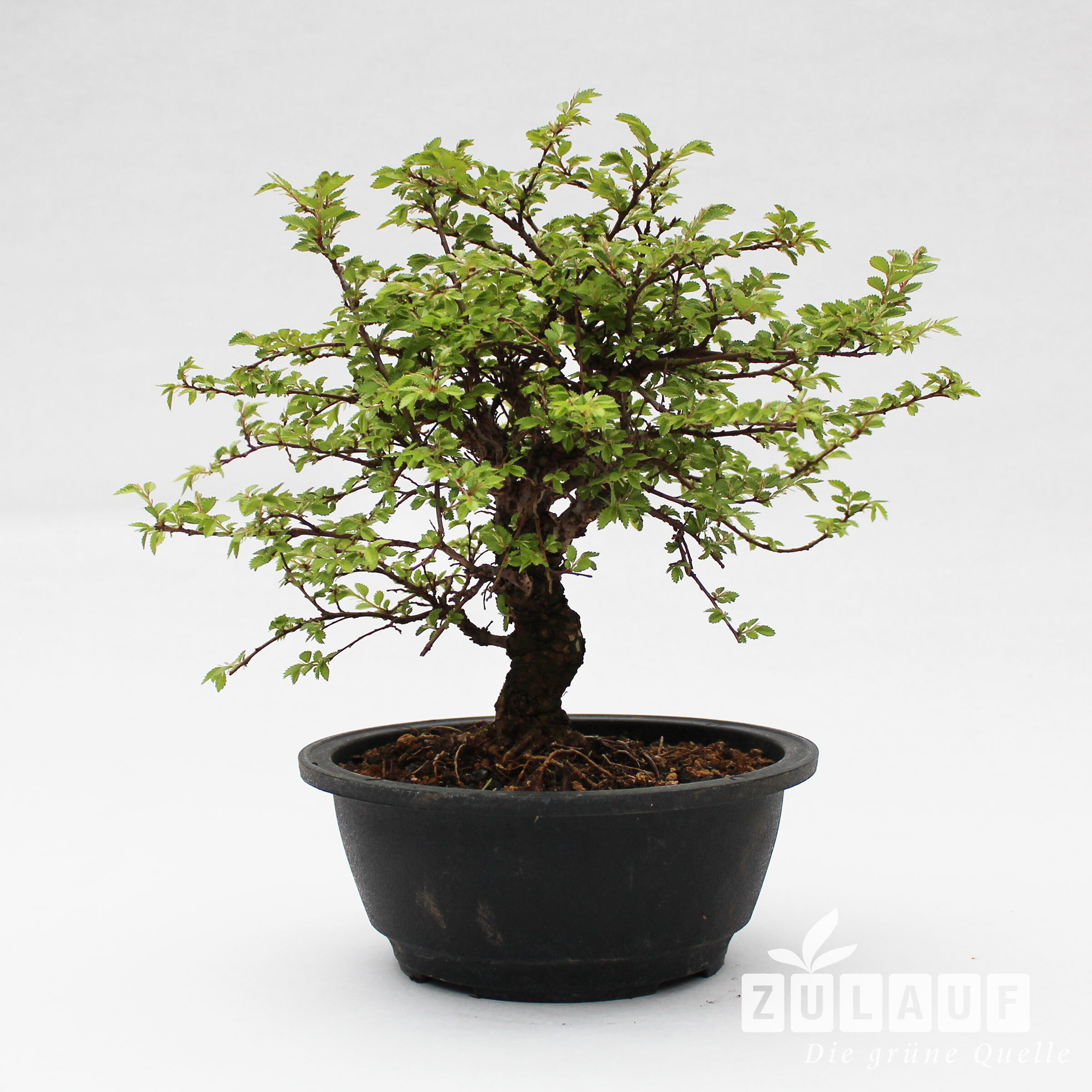 Workshop / Japanische Ulme - Zelkova nire | Zulauf Gartencenter