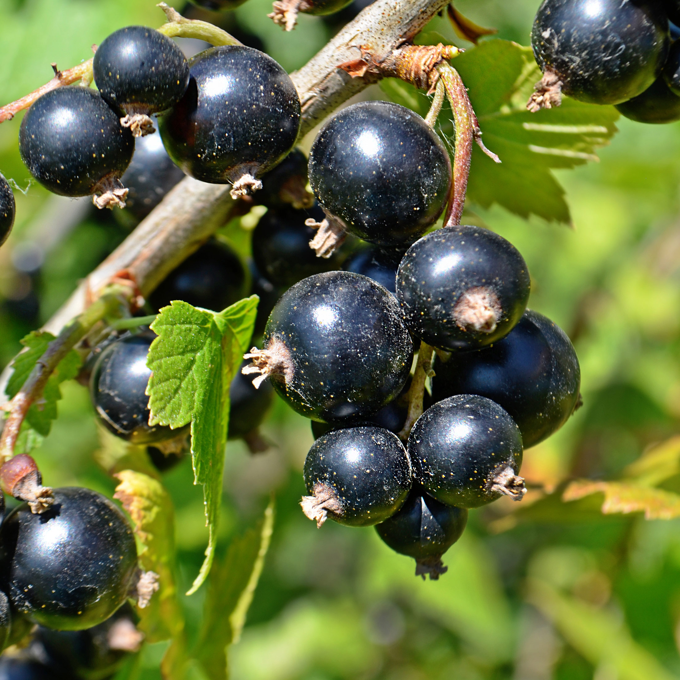 Schwarze Johannisbeere &amp;#39;Titania&amp;#39; - Ribes nigrum &amp;#39;Titania&amp;#39; | Zulauf ...