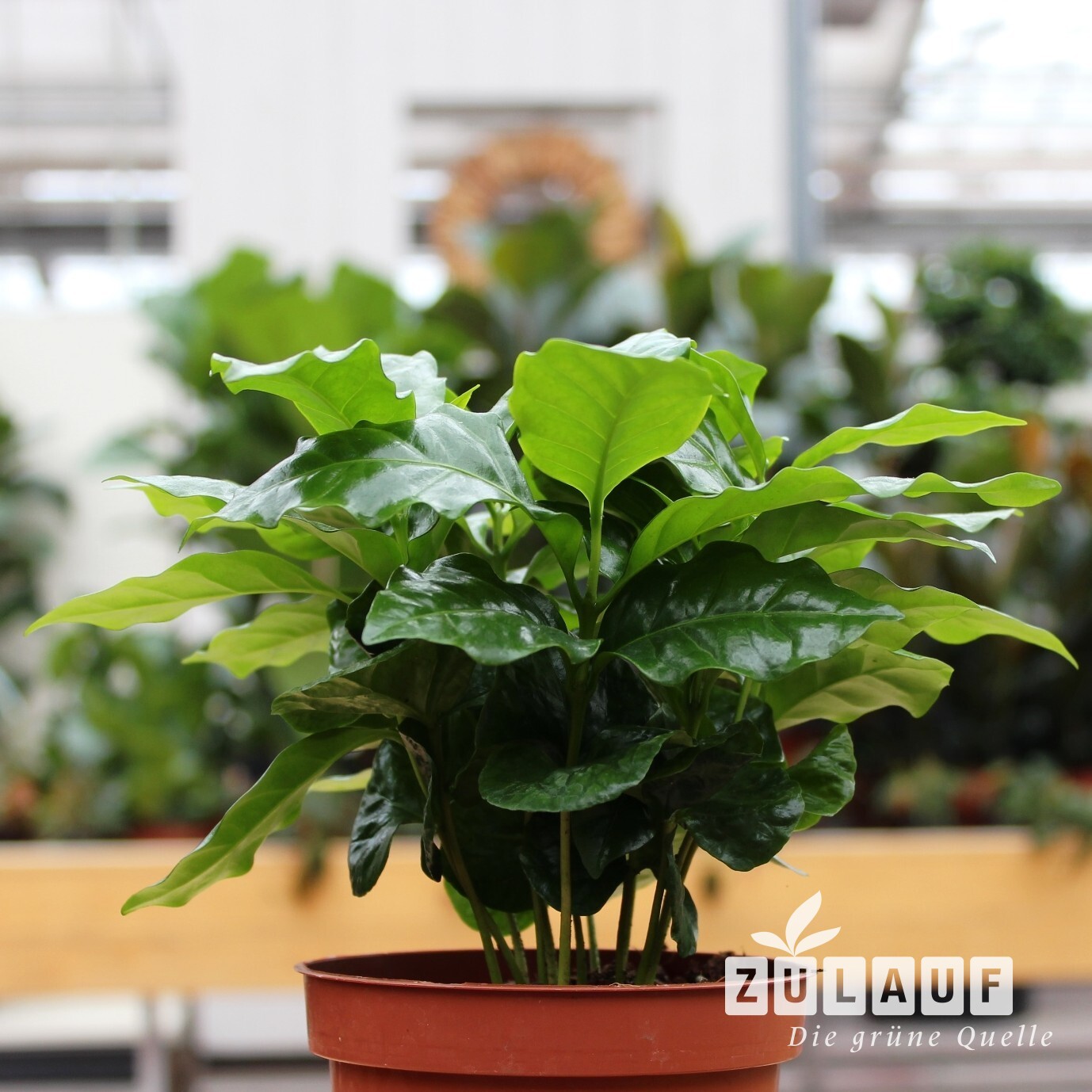 Kaffeepflanze - Coffea arabica | Zulauf Gartencenter