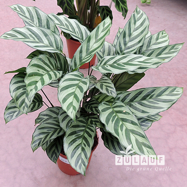 Korbmarante, in Sorten - Calathea | Zulauf Gartencenter
