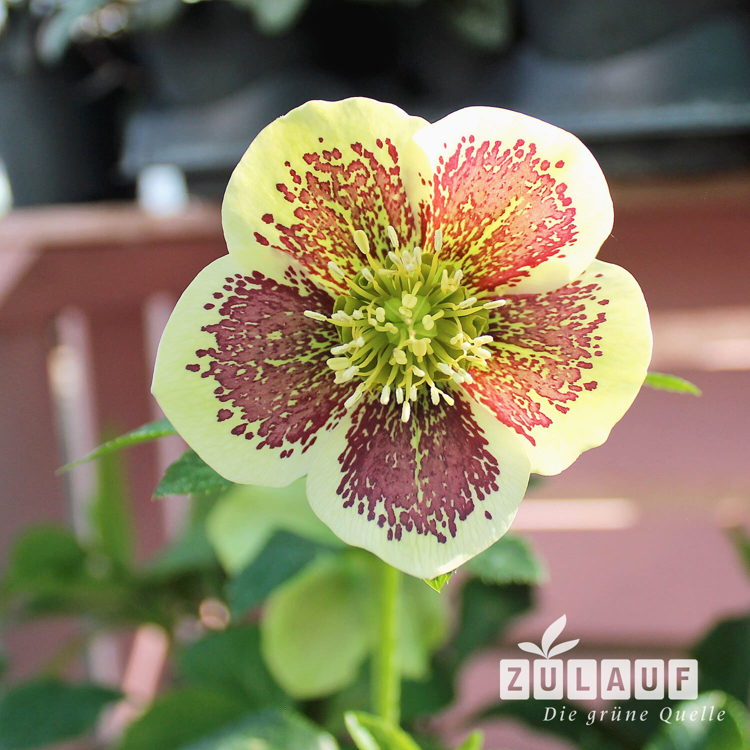 Lenzrose - Helleborus orientalis