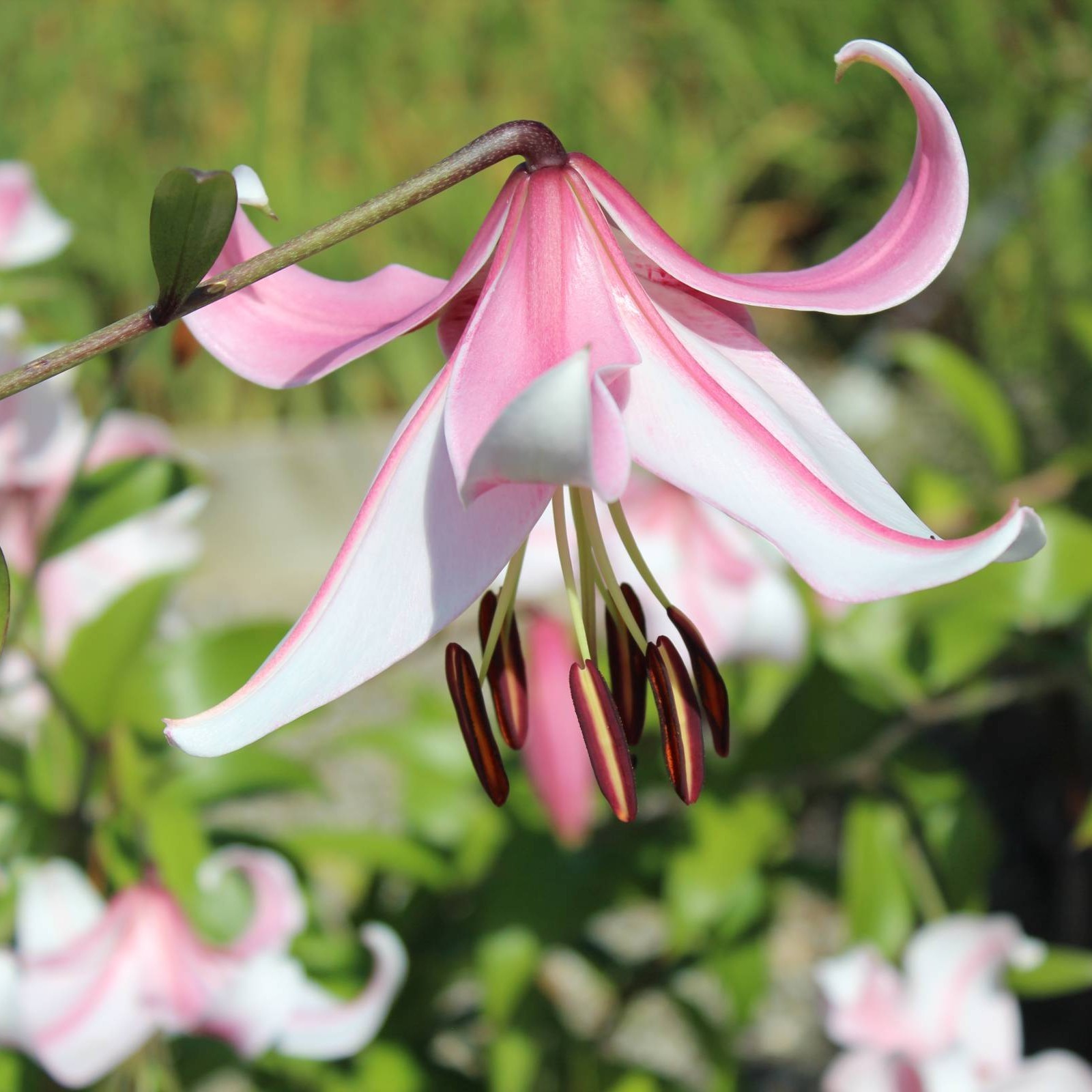 GartenLilie �Anastasia� Gartencenter Zulauf Pflanzen