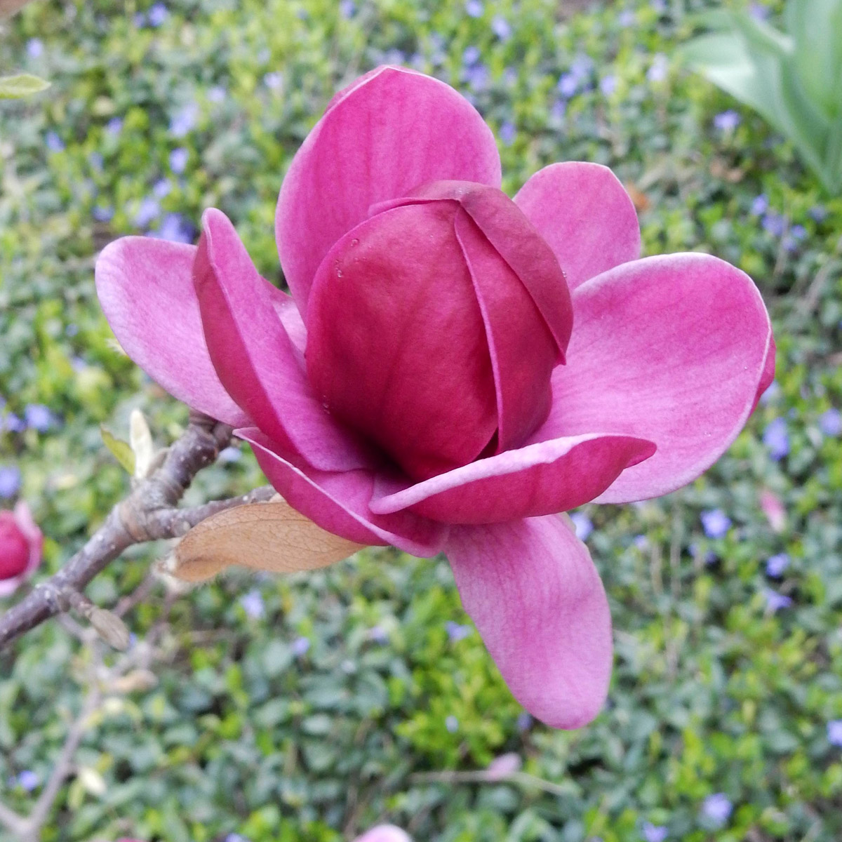 Magnolie 'Genie' Magnolia 'Genie' Zulauf Gartencenter