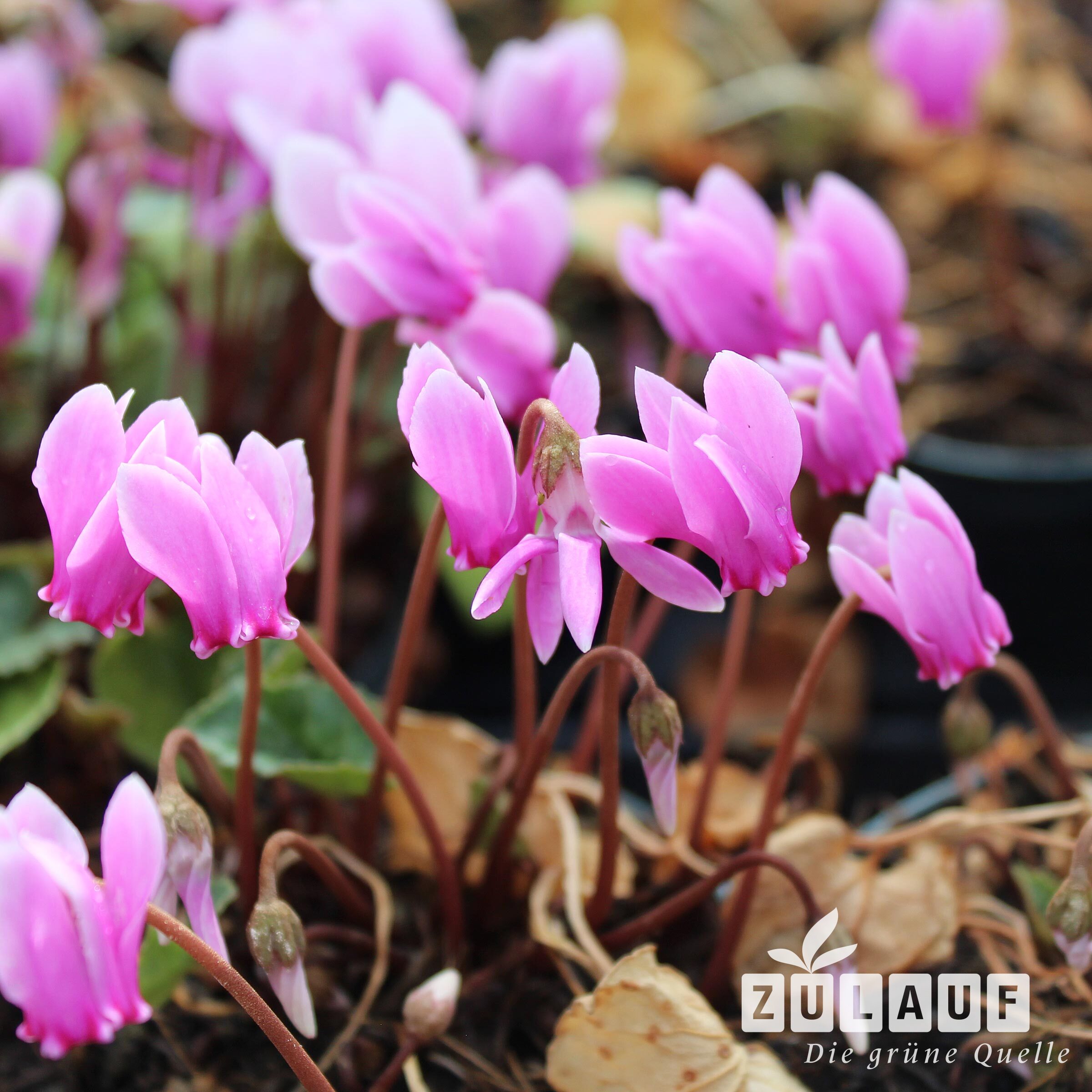 Herbst-Alpenveilchen - Cyclamen hederifolium | Zulauf Gartencenter