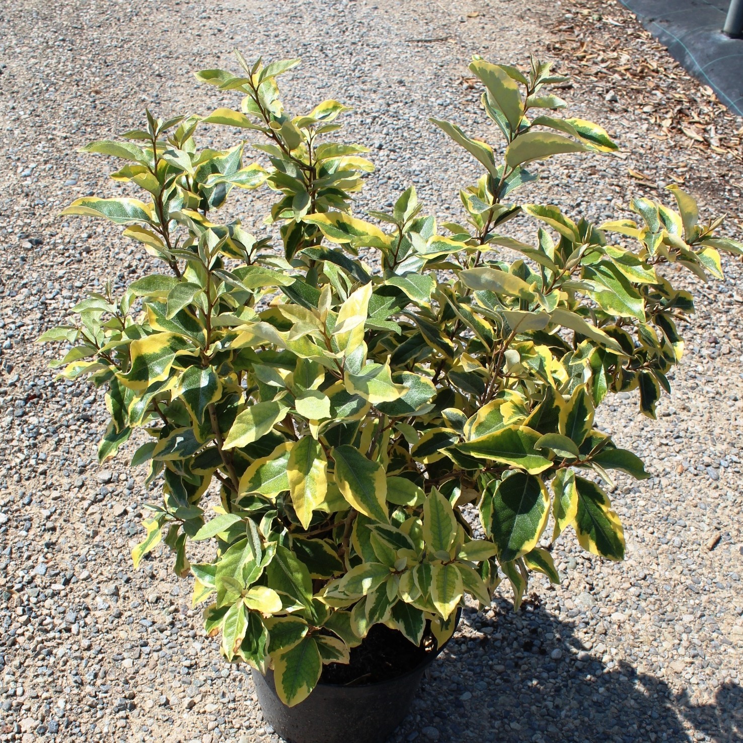 Ölweide 'Gilt Edge' Elaeagnus (x) ebbingei 'Gilt Edge' Zulauf