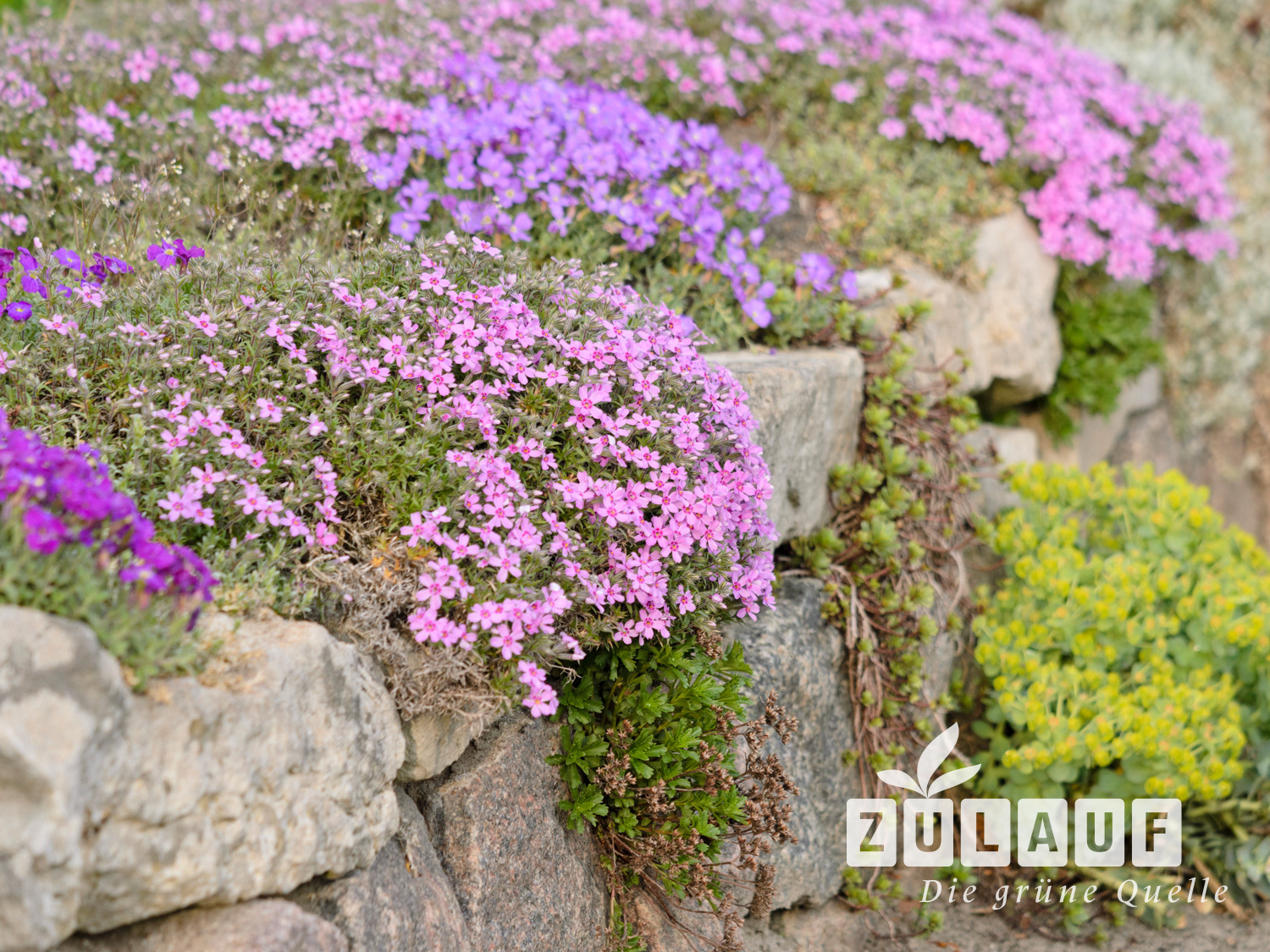 Polsterstauden  Farbenpracht fr den Garten | Zulauf Gartencenter