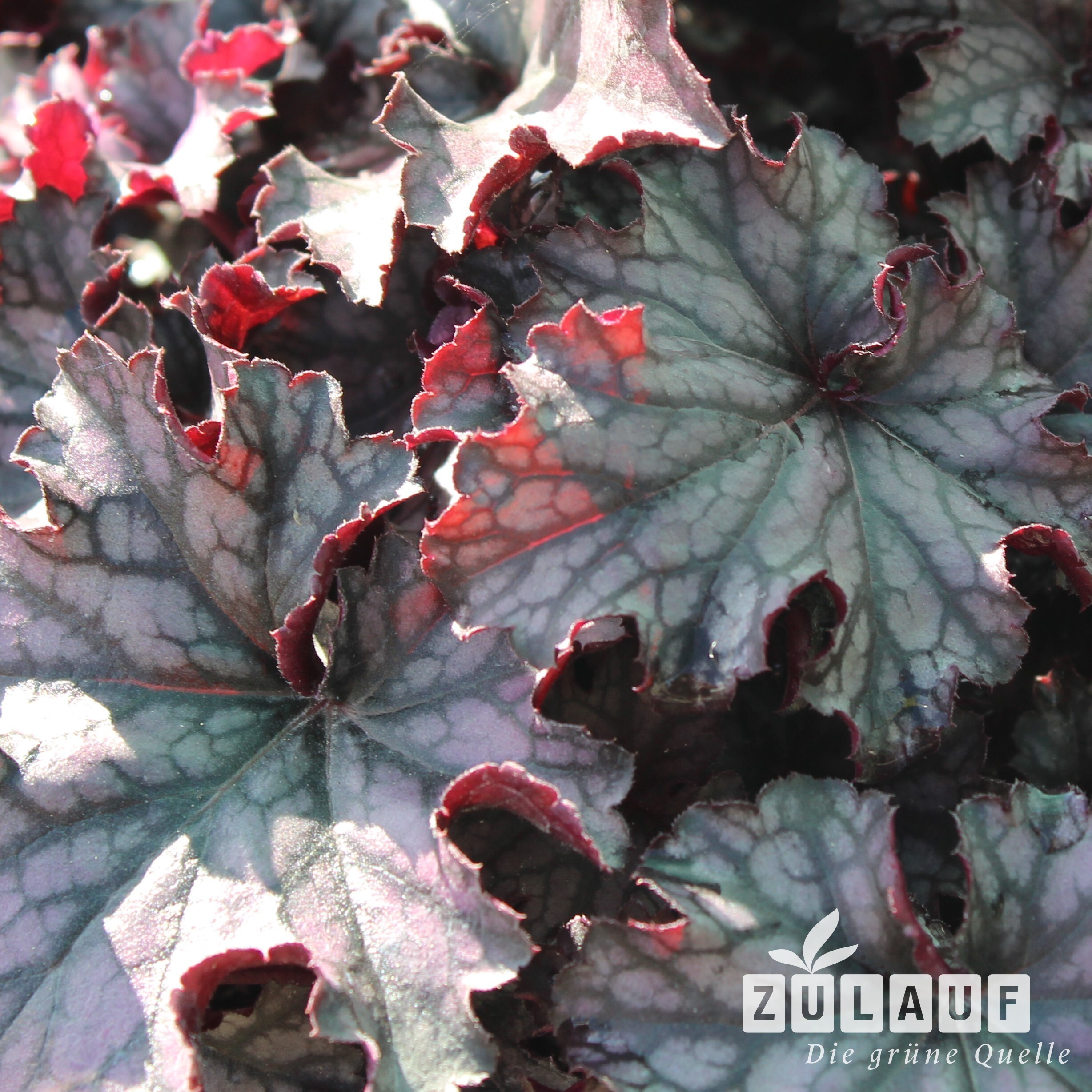 Purpurglöckchen 'Blackberry Jam' Heuchera 'Blackberry Jam' Zulauf