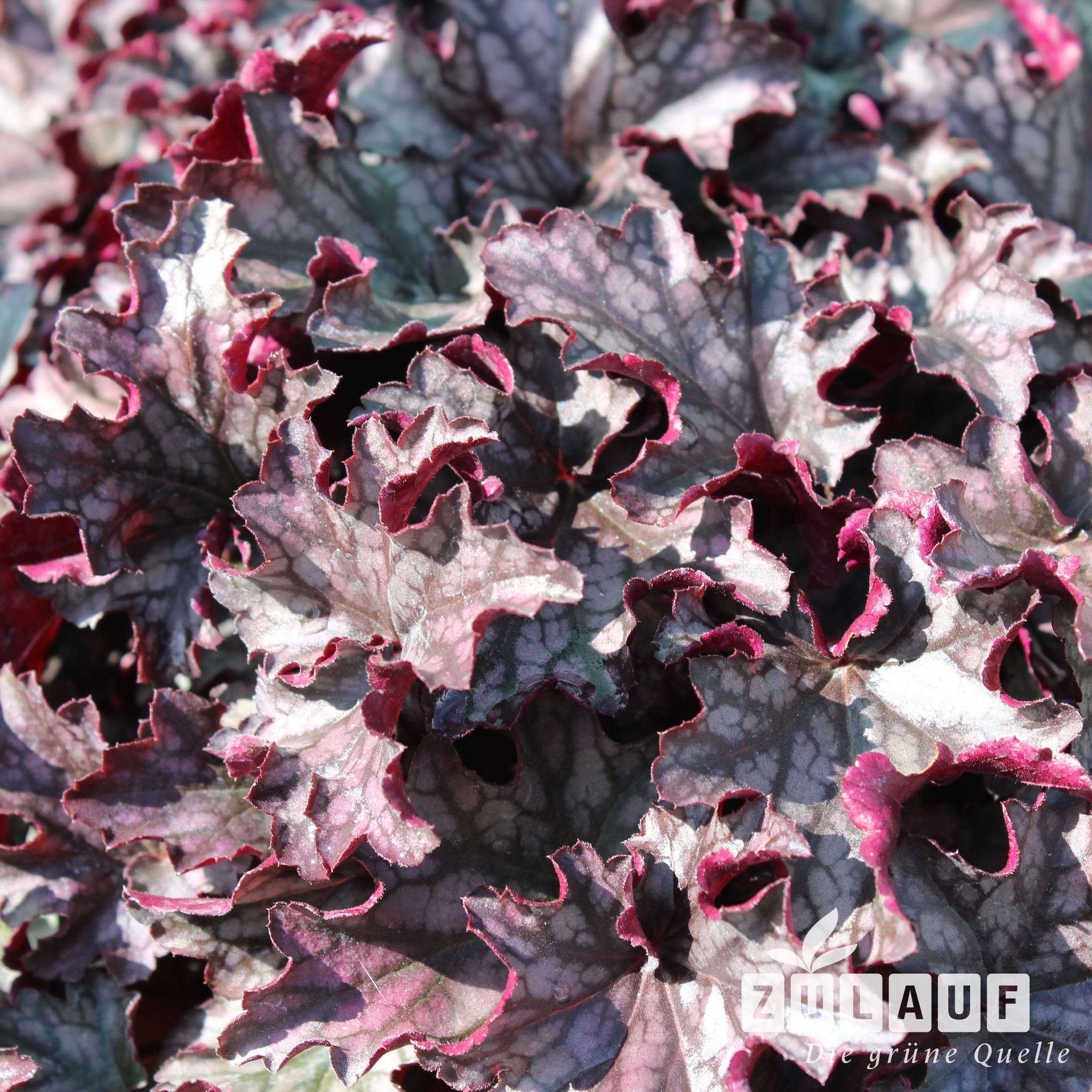 Purpurglöckchen 'Blackberry Jam' Heuchera 'Blackberry Jam' Zulauf