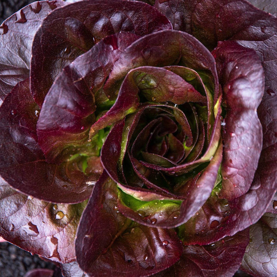 Roter Kopfsalat - Lactuca sativa var. capitata, rot | Zulauf Gartencenter