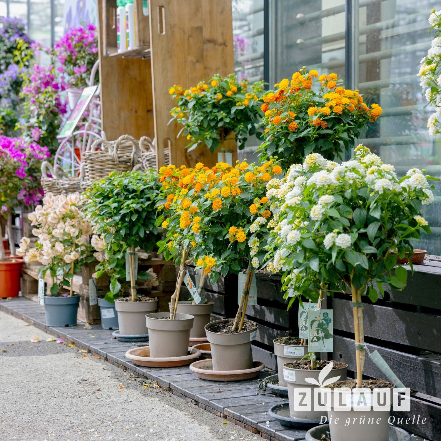 Sommerflor-Stämmchen