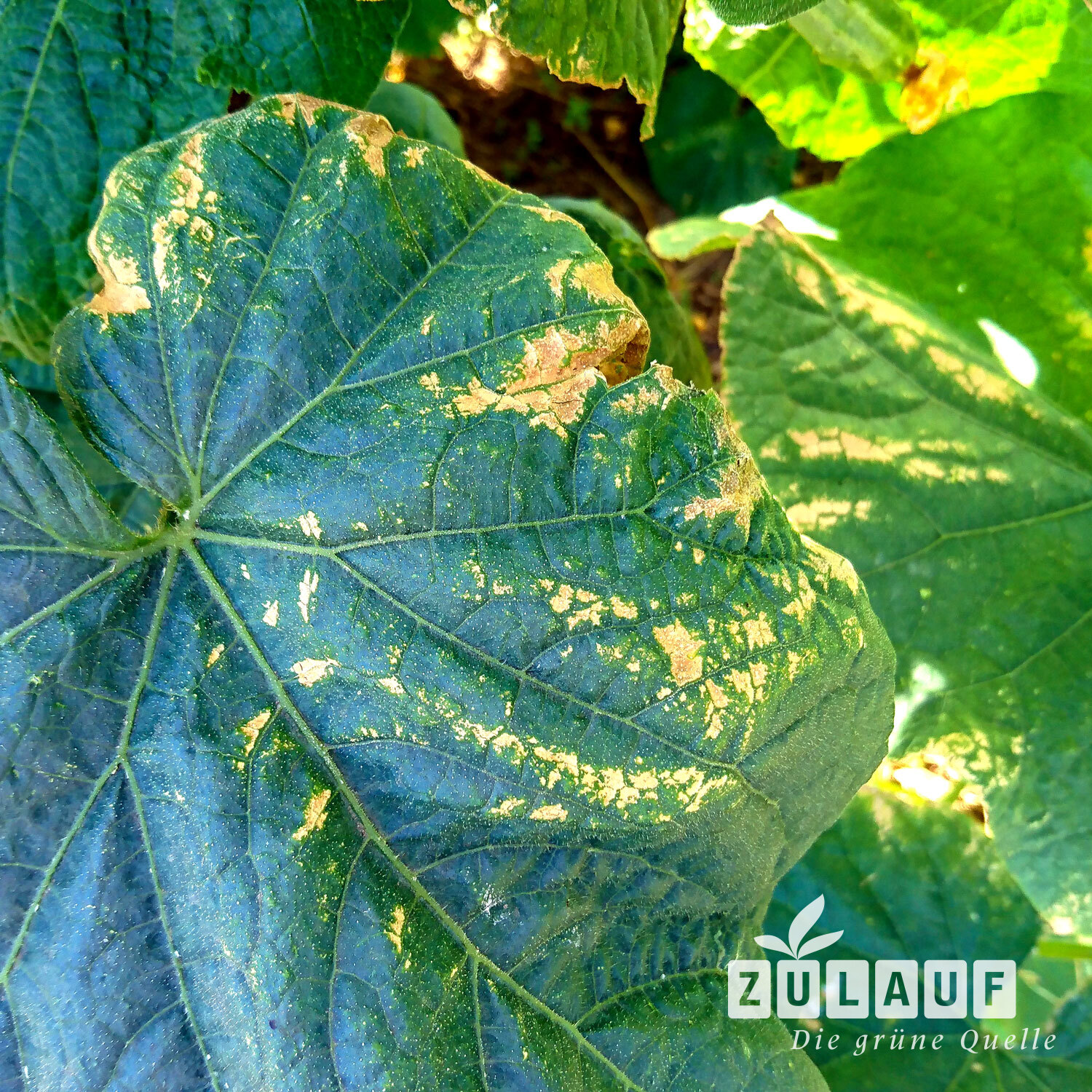 alocasia lauterbachiana variegata Alocasia lauterbachiana Variegata – Foliage Factory main image 1