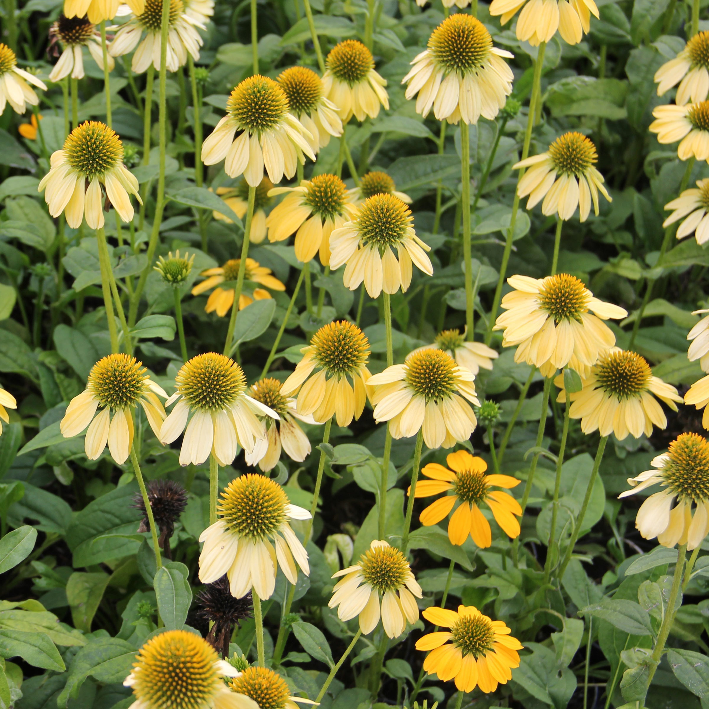 Sonnenhut ‘Harvest Moon’ - Echinacea ‘Harvest Moon’ | Zulauf Gartencenter