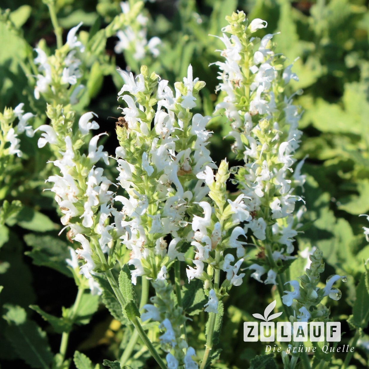Steppen-Salbei 'Schneehgel' - Salvia nemorosa | Zulauf Gartencenter