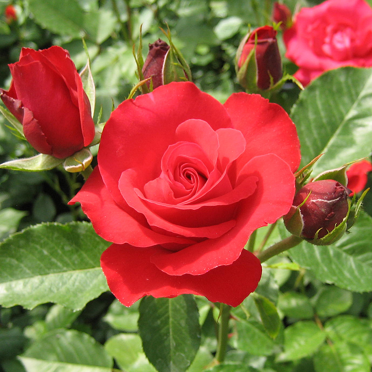 pflegen Whitney Missbilligt rosen gegen pilz spritzen Strümpfe Muskel