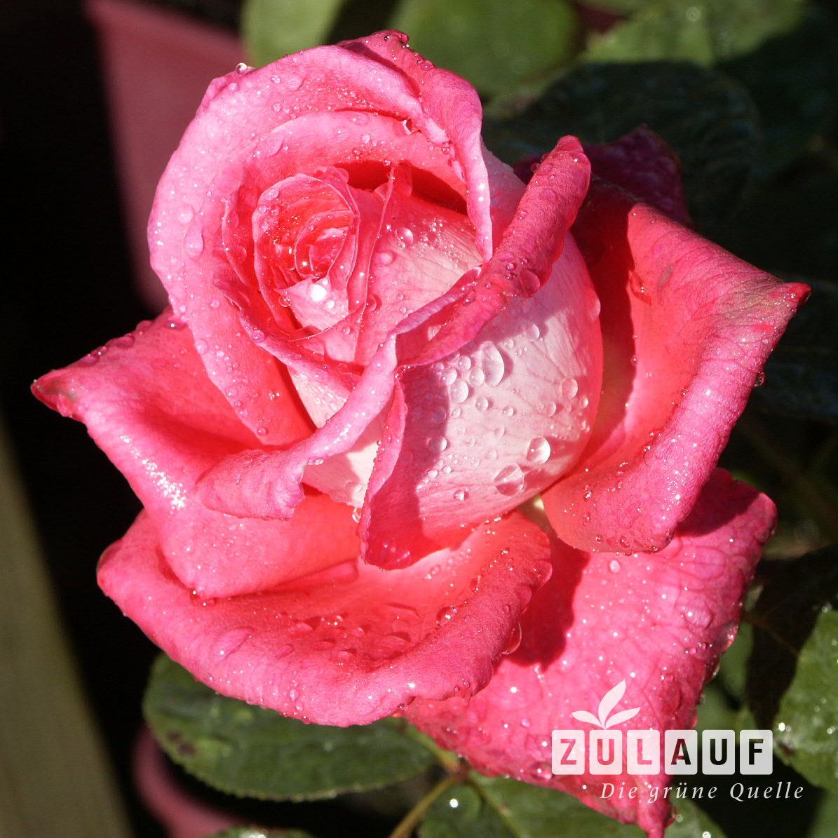 Rose 'Acapella'® Rosa (TH) 'Acapella'® Gartencenter Zulauf