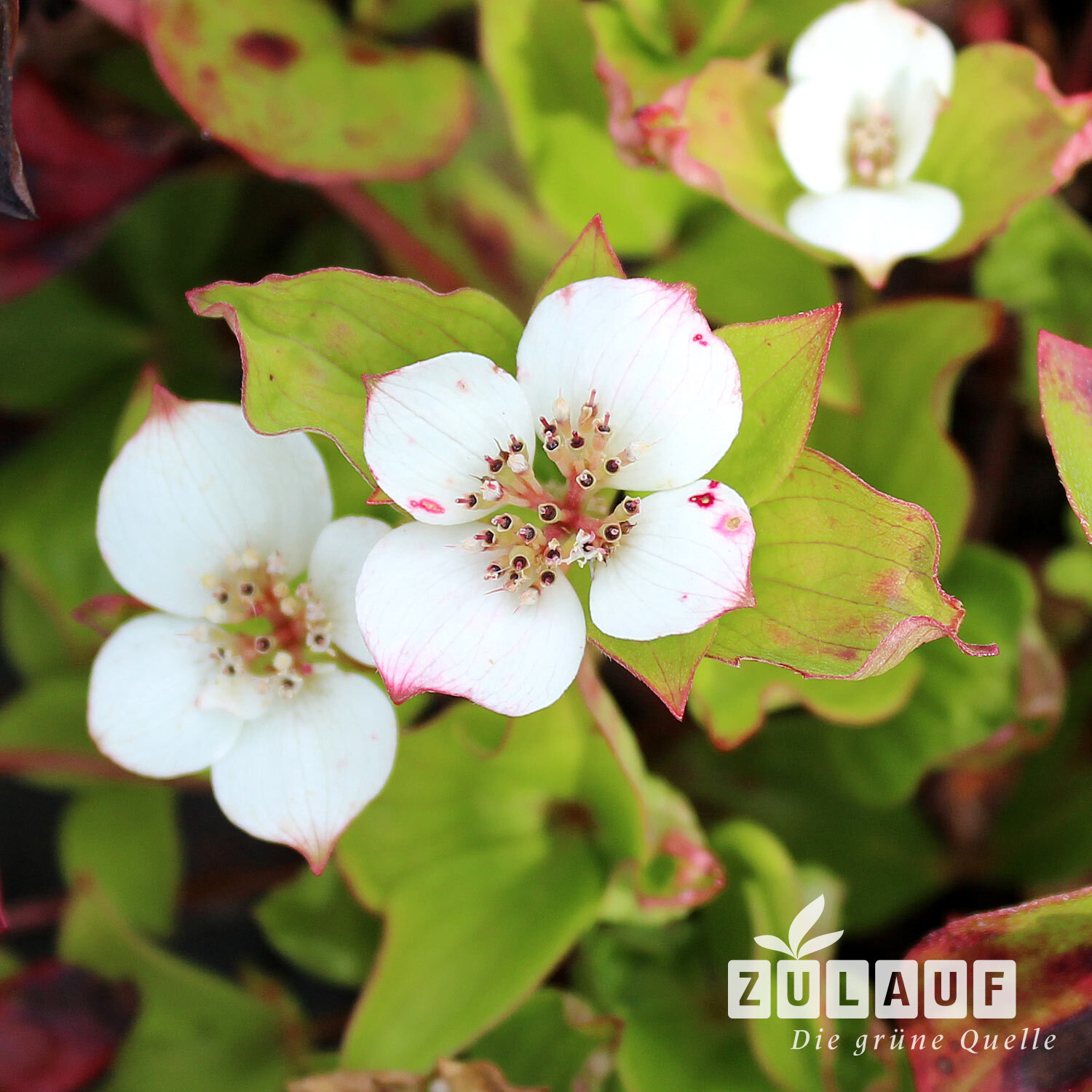 Kanadischer Hartriegel - Cornus canadensis | Zulauf Gartencenter