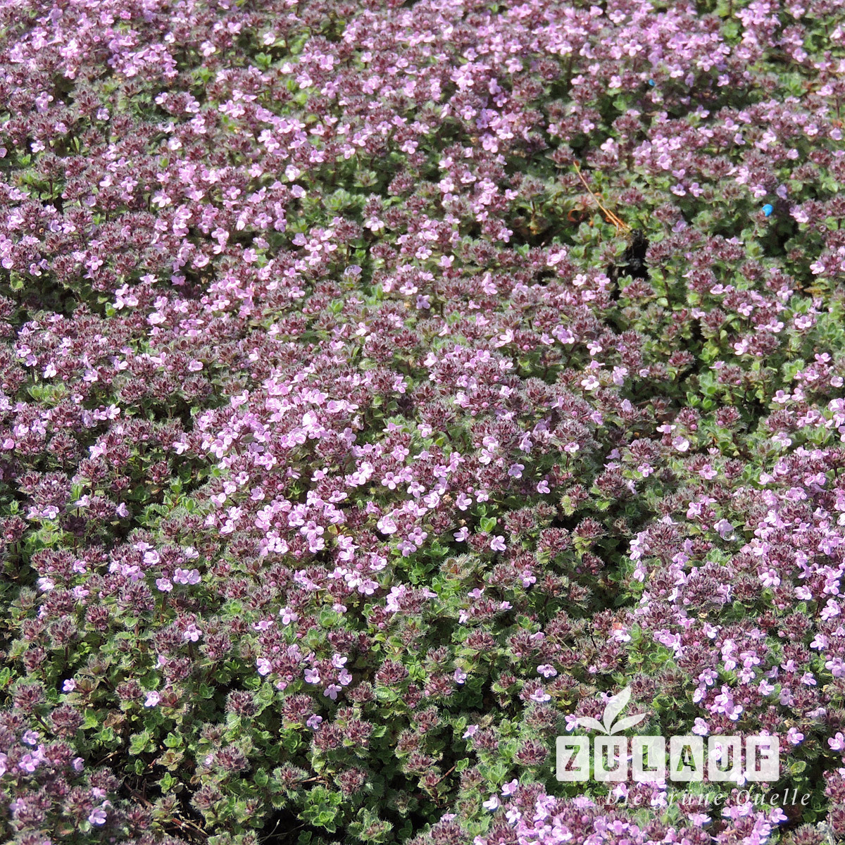 Thymian Pseudolanuginosus Thymus Praecox Pseudolanuginosus