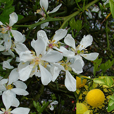 Bitterzitrone Rezepte - Bitterzitrone: Steckbrief
