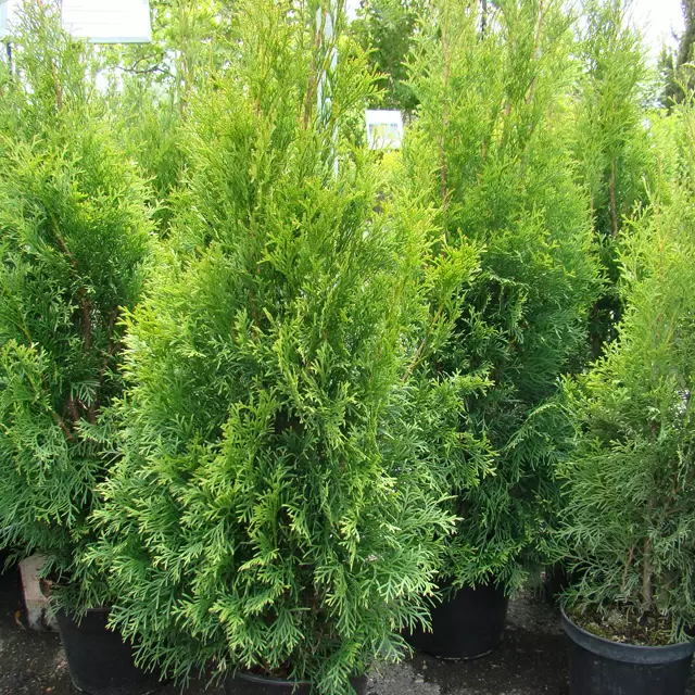 Thuja-Hecke im eigenen Garten: Hilfreiche Tipps zur Pflege