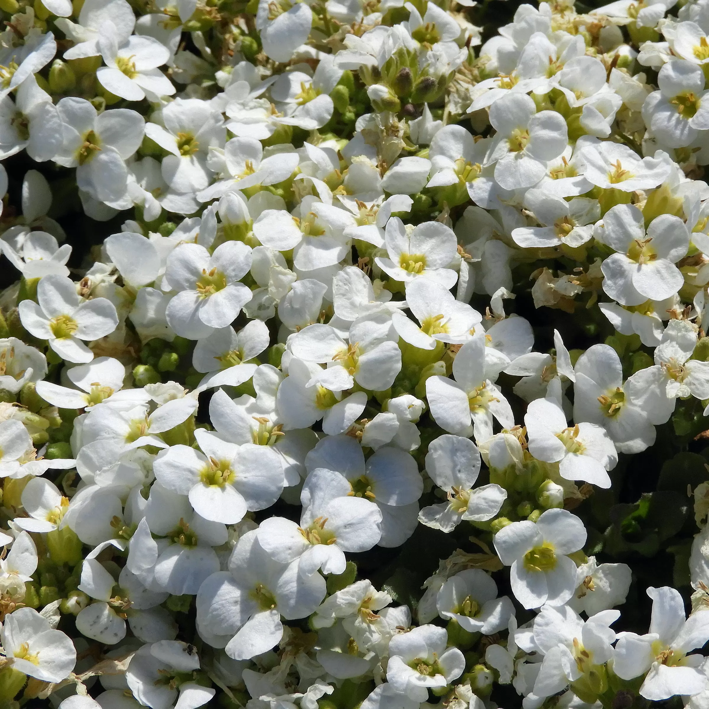Gänsekresse 'Little Treasure White' - Arabis caucasica | Zulauf ...
