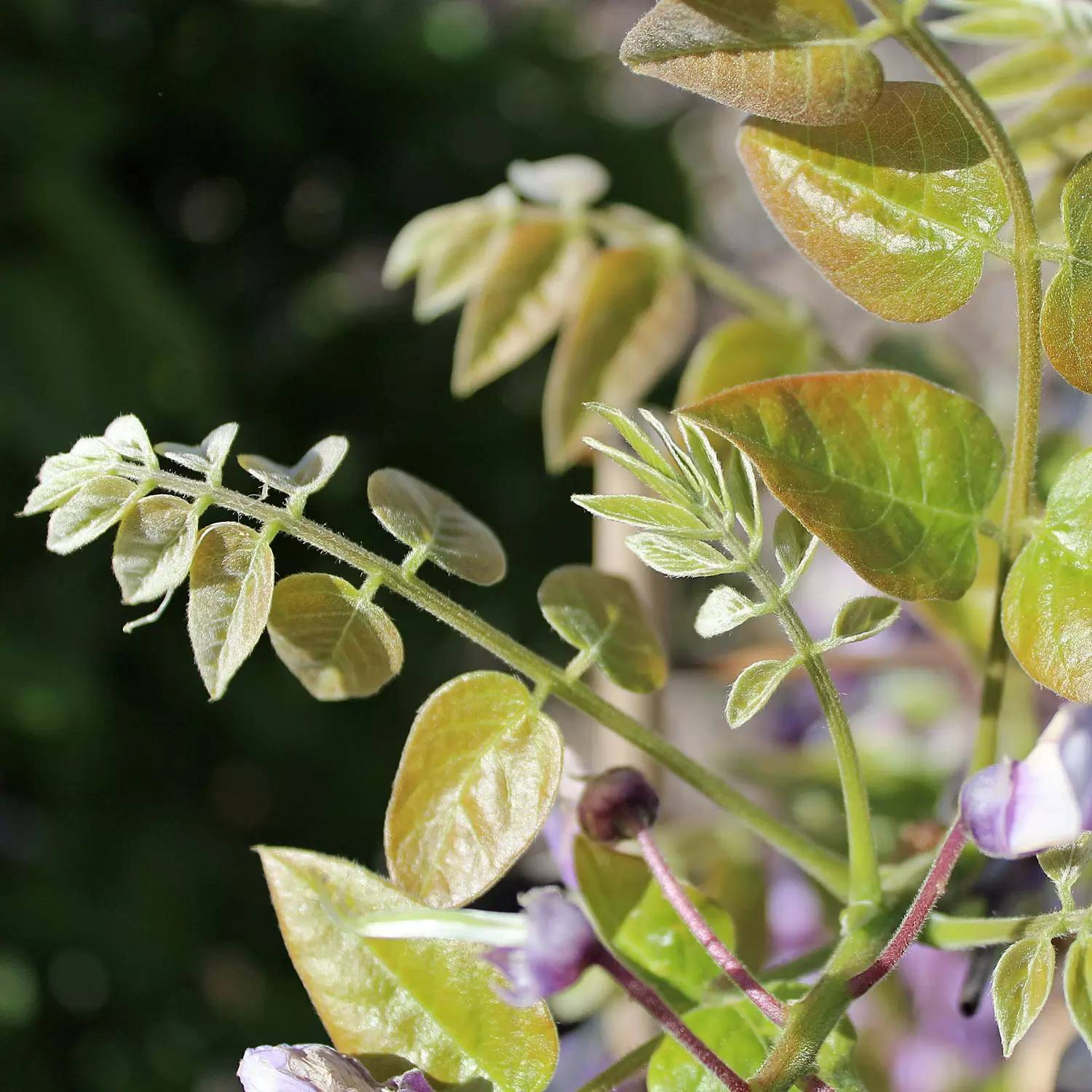 Glyzine, Blauregen 'Okayama' - Wisteria brachybotrys 'Okayama' | Zulauf  Gartencenter