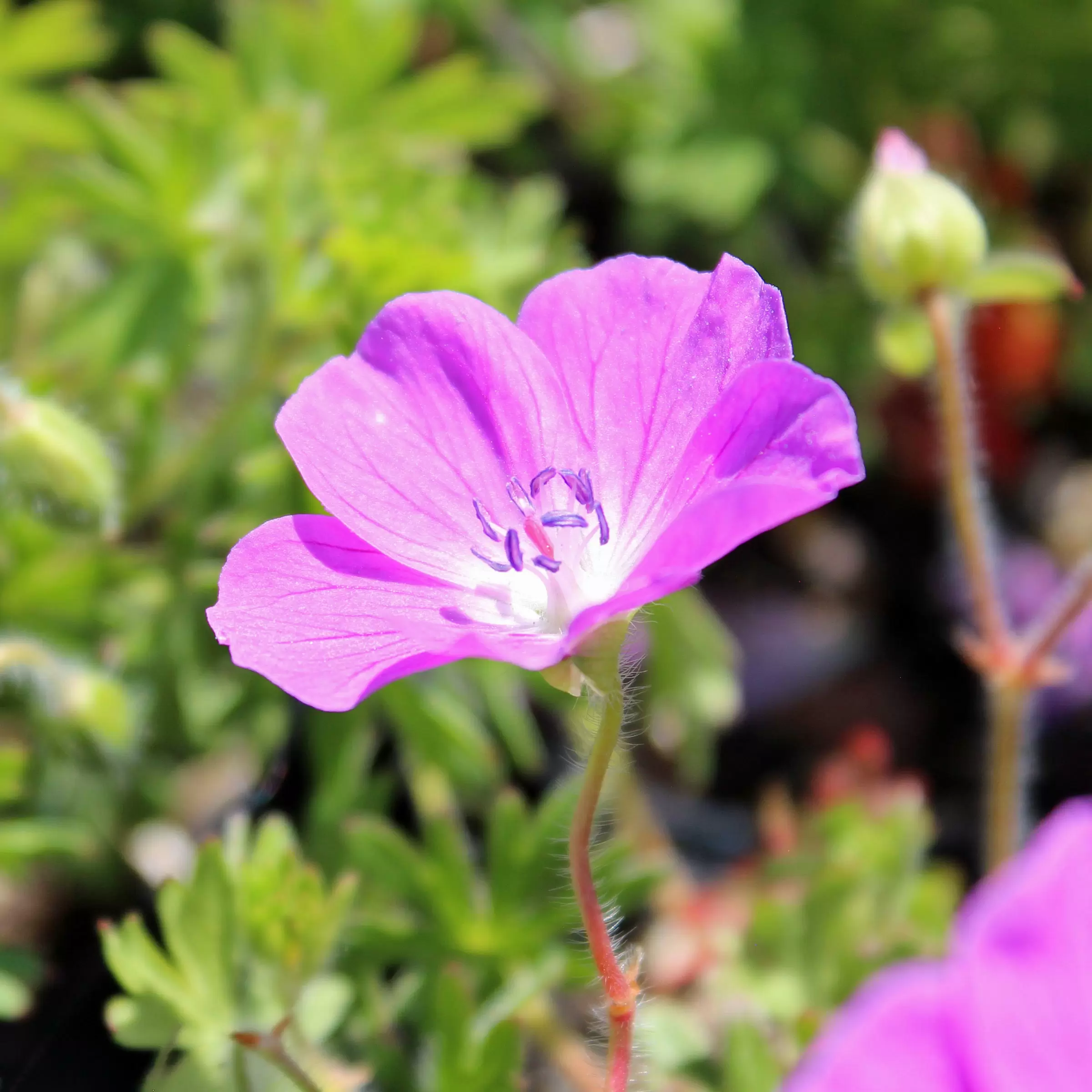 Blutroter Storchschnabel \'Elsbeth\' - Geranium sanguineum \'Elsbeth\' | Zulauf  Gartencenter