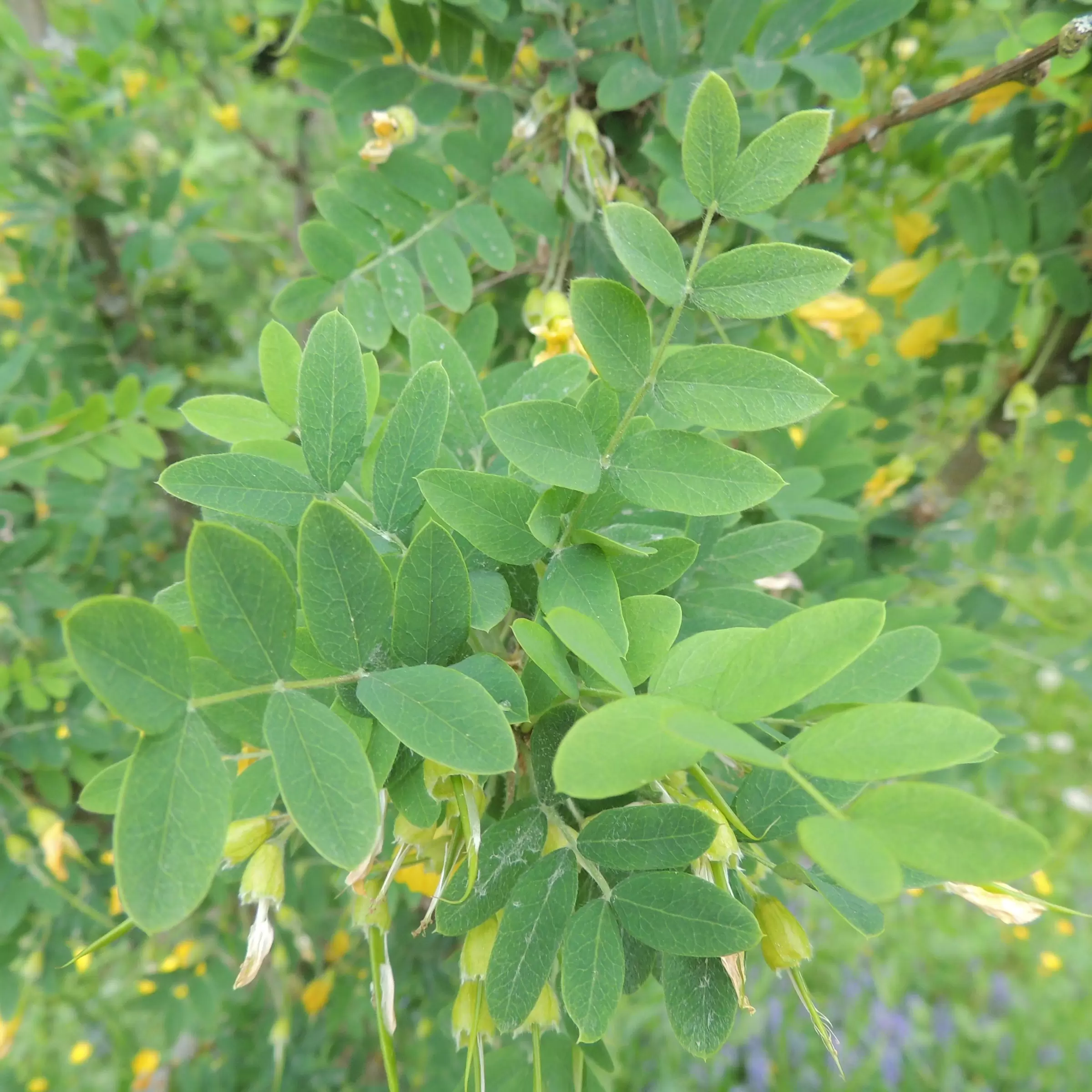 fiederpolster saatgut Cotula / Leptinella squalida 'Minima' / Fiederpolster