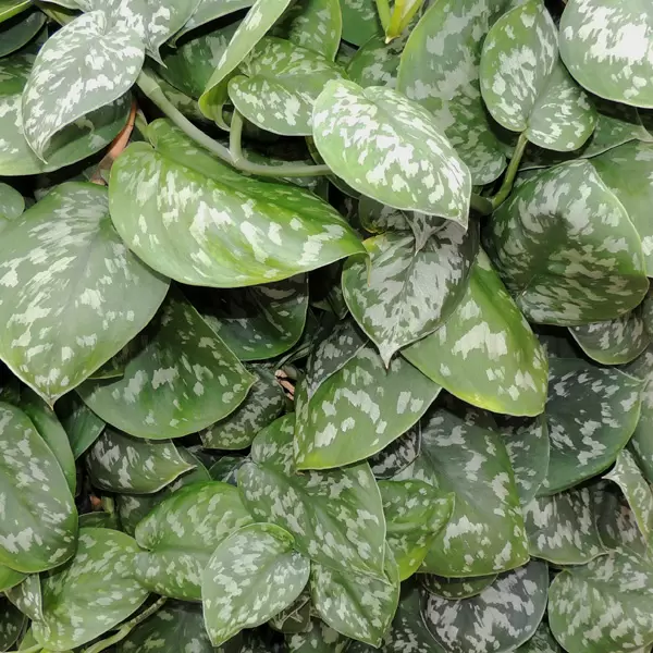 elefantenohr alocasia Alocasia macrorrhiza 