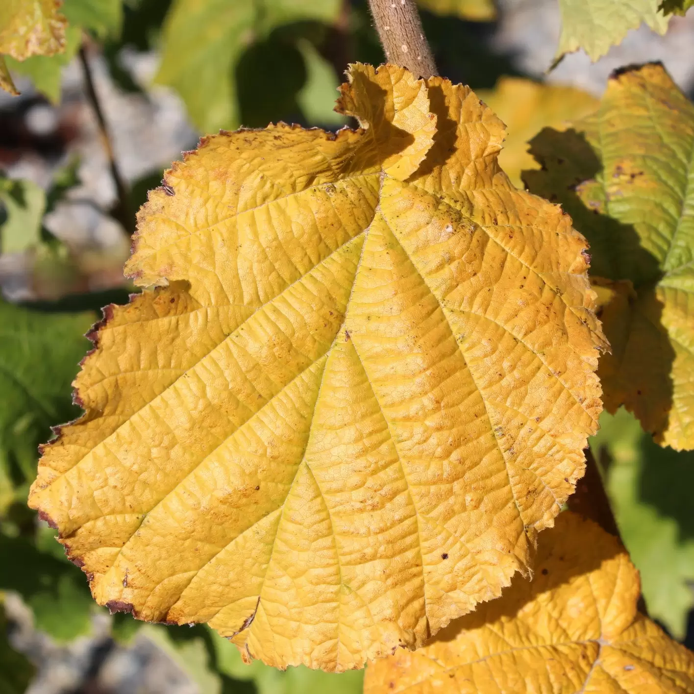 Haselnuss 'Hallesche Riesen' - Corylus avellana 'Hallesche Riesen' | Zulauf  Gartencenter