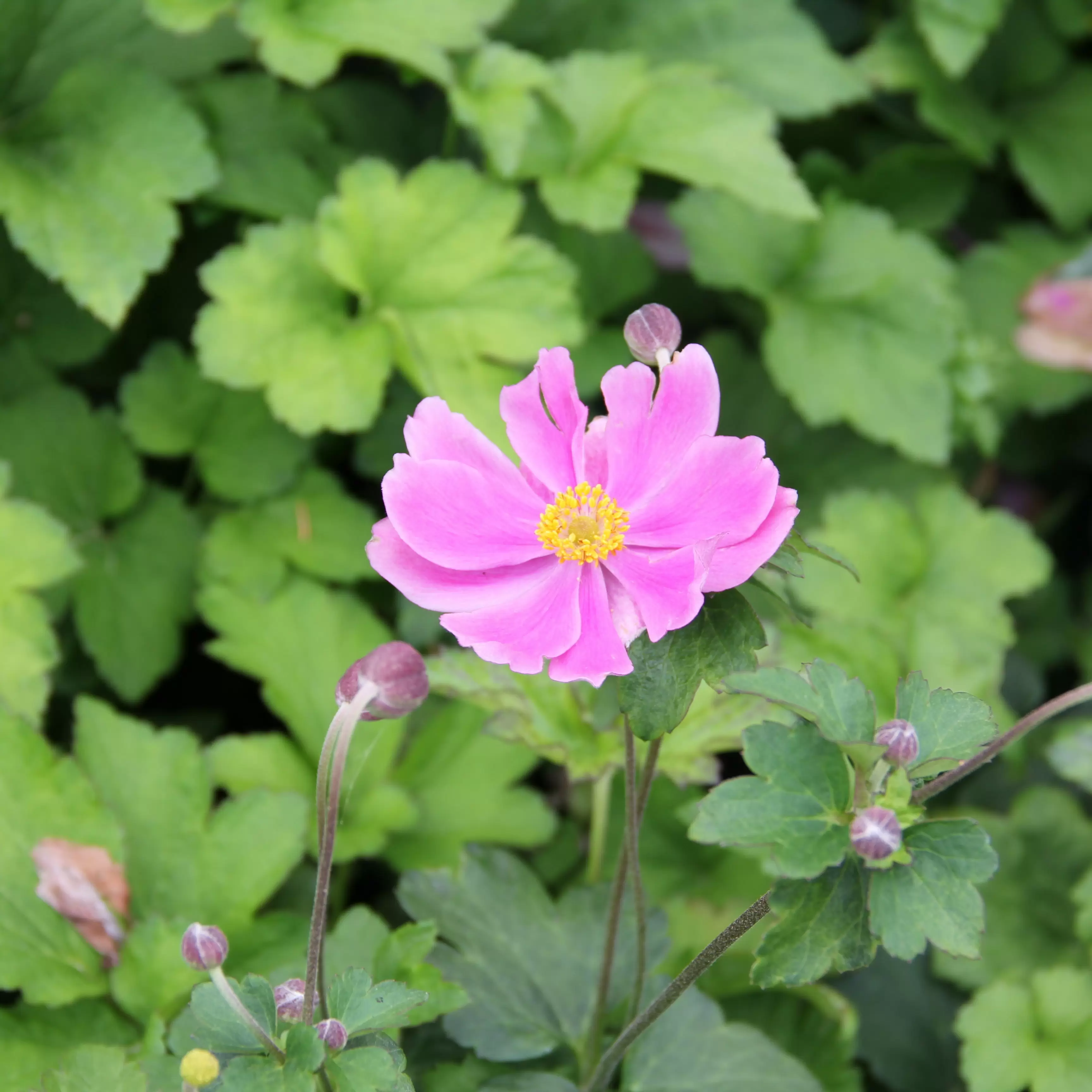 Herbst-Anemone 'Serenade'