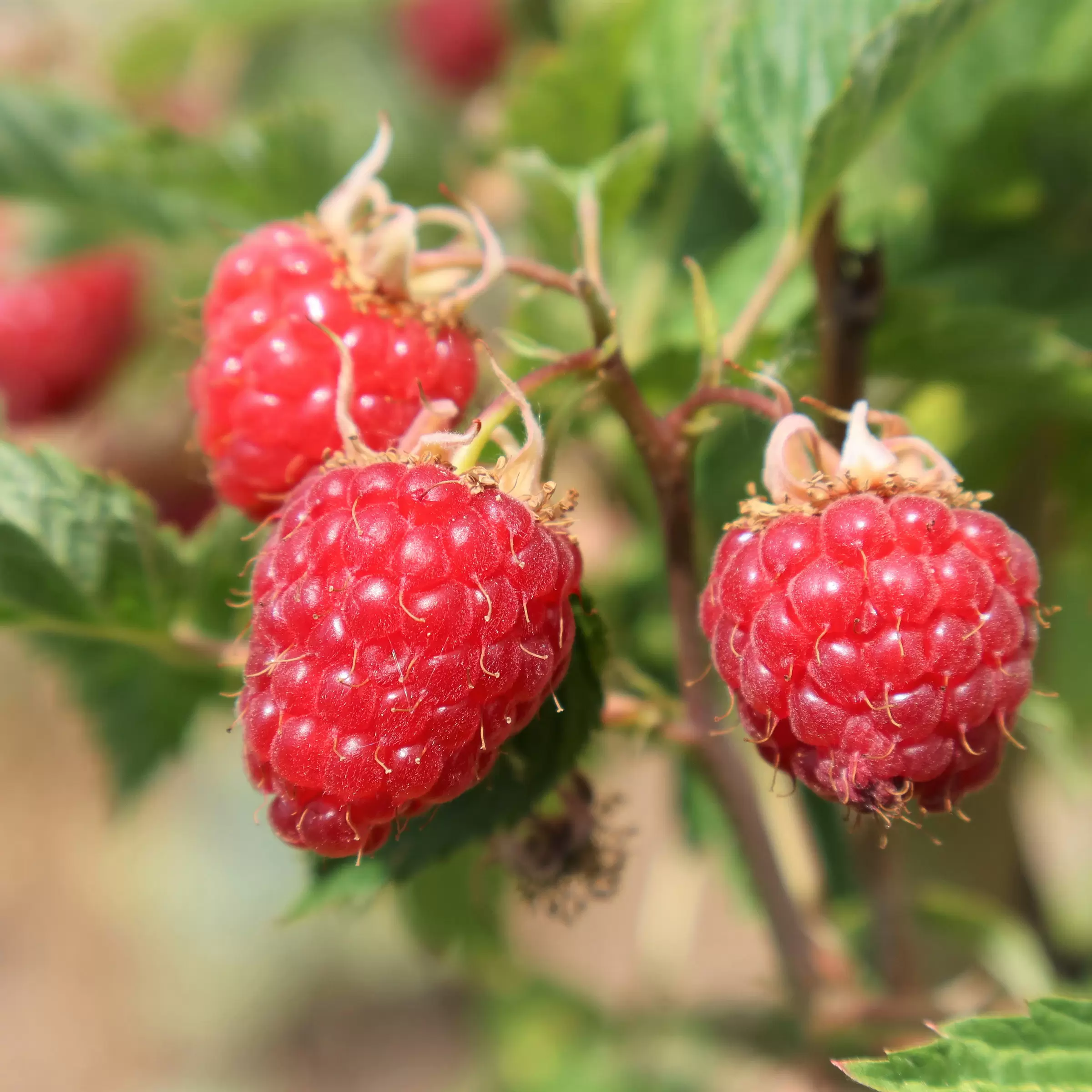 Himbeere \'Glen Ample\' - Rubus idaeus \'Glen Ample\' | Zulauf Gartencenter | Obstbäume & Gemüsepflanzen