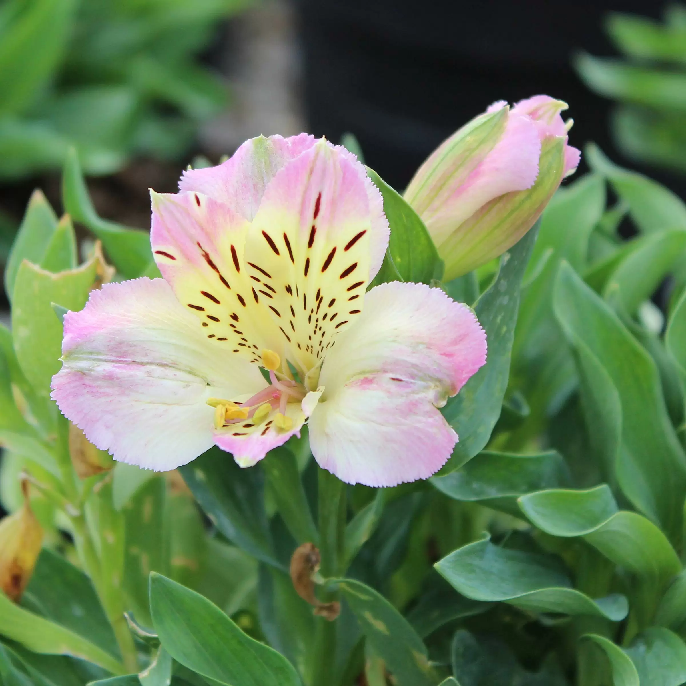 Inkalilie - Alstroemeria 'Summertime' | Zulauf Gartencenter