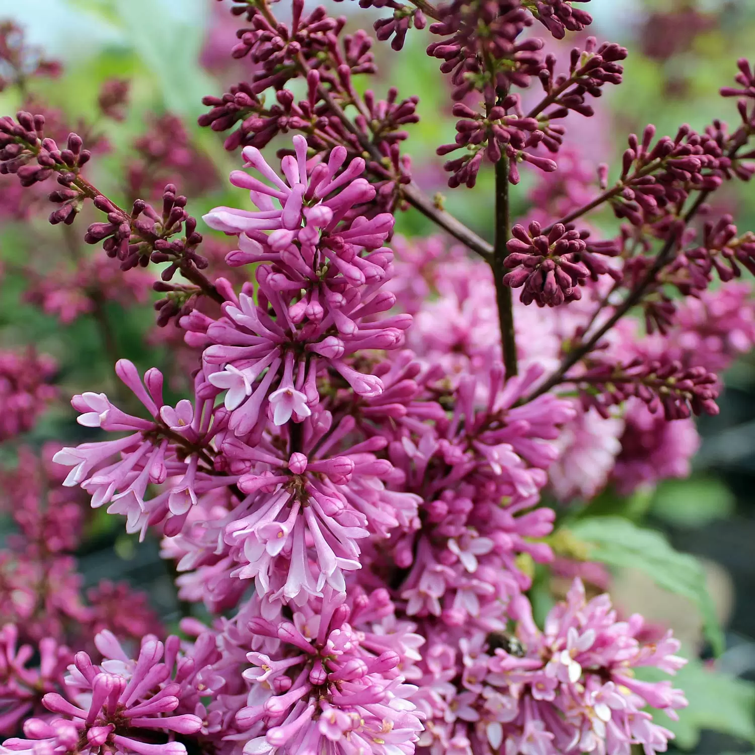 Juni-Flieder 'Redwine' - Syringa prestoniae 'Redwine' | Zulauf Gartencenter