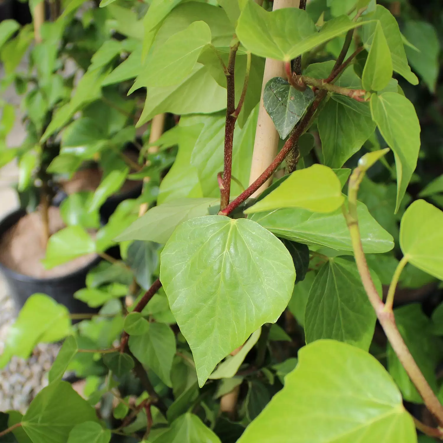 Kolchischer Efeu - Hedera colchica | Zulauf Gartencenter