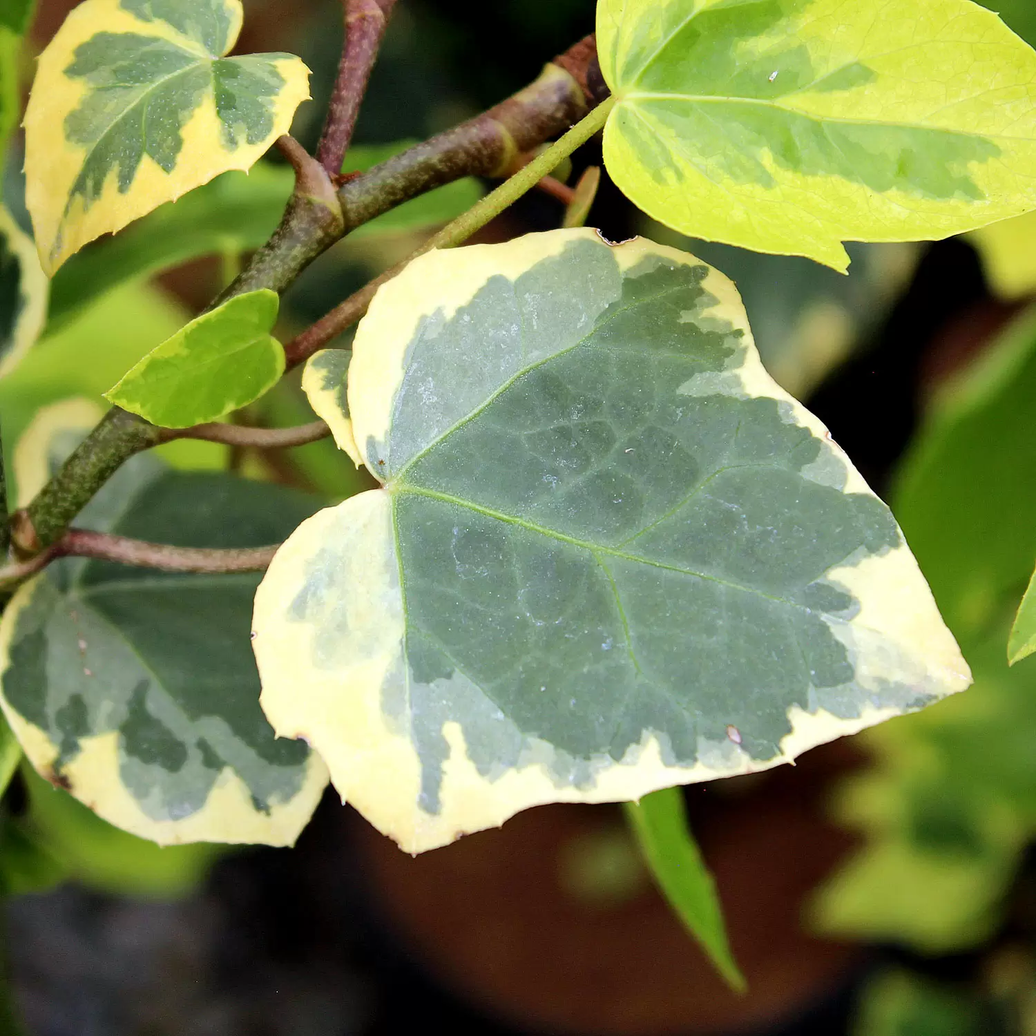 Kolchischer Efeu - Hedera colchica 'Dentata Variegata' | Zulauf Gartencenter